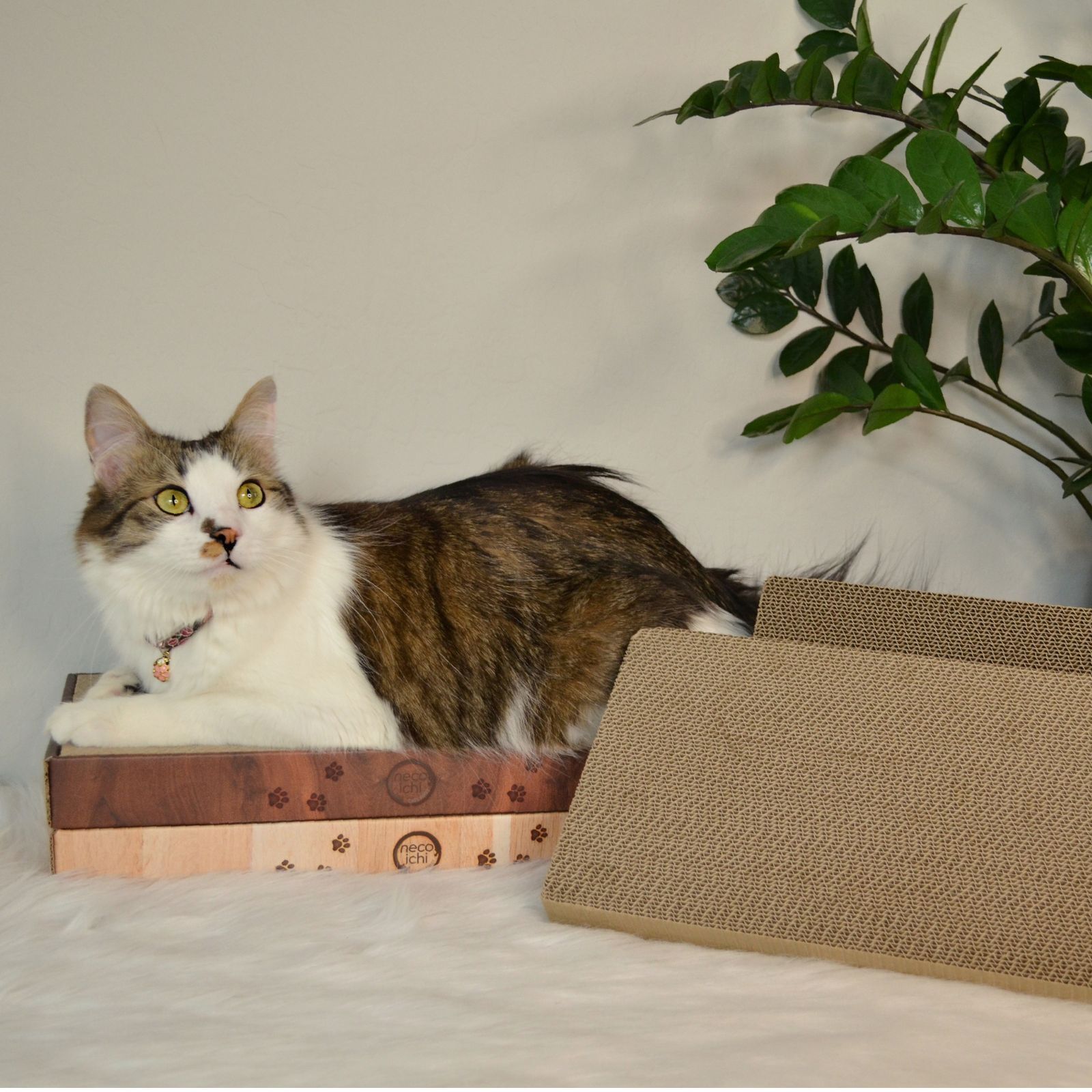 Cozy Cat Scratcher Bowl