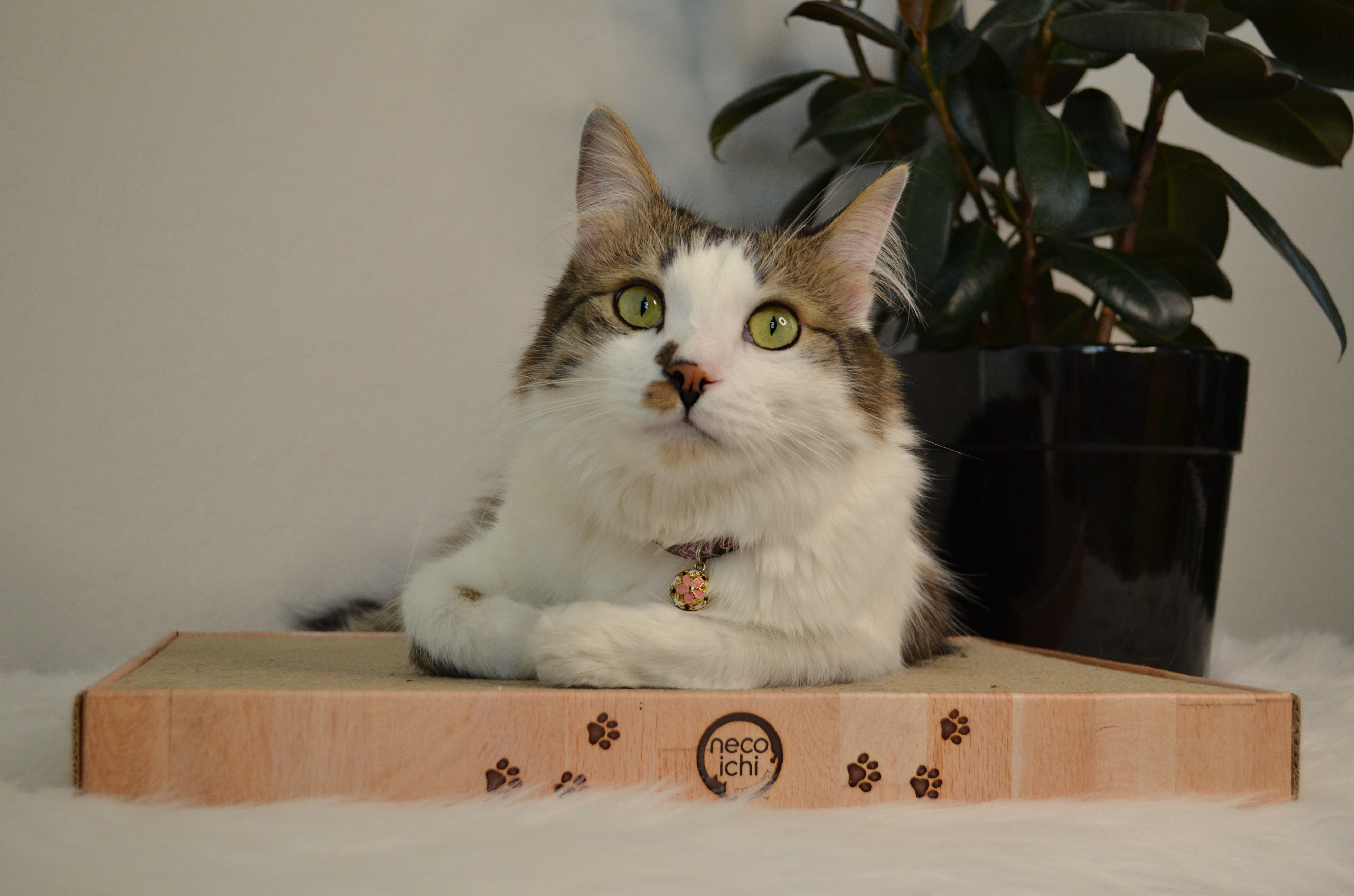 Cozy Cat Scratcher Bowl