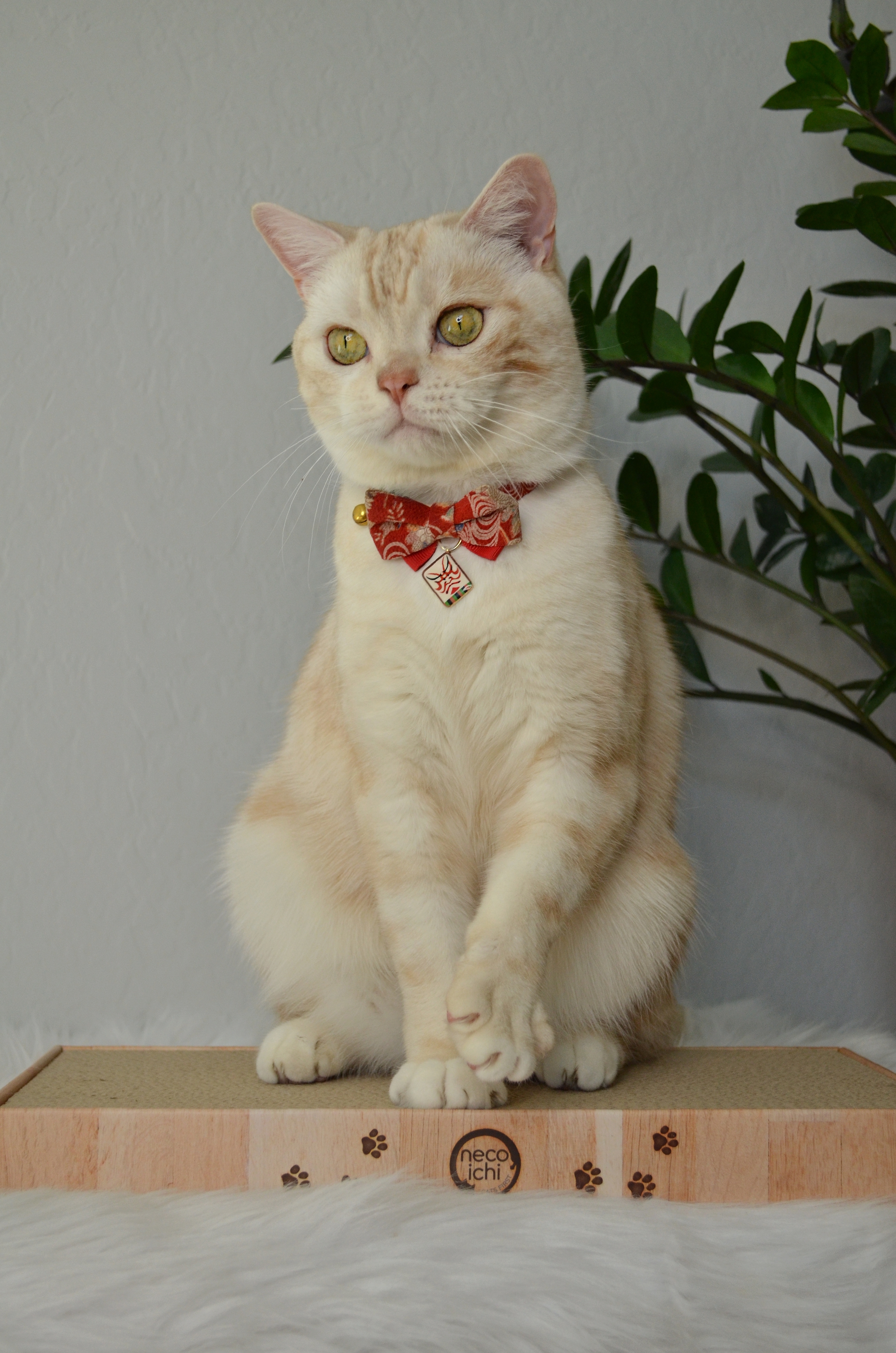 Cozy Cat Scratcher Bowl