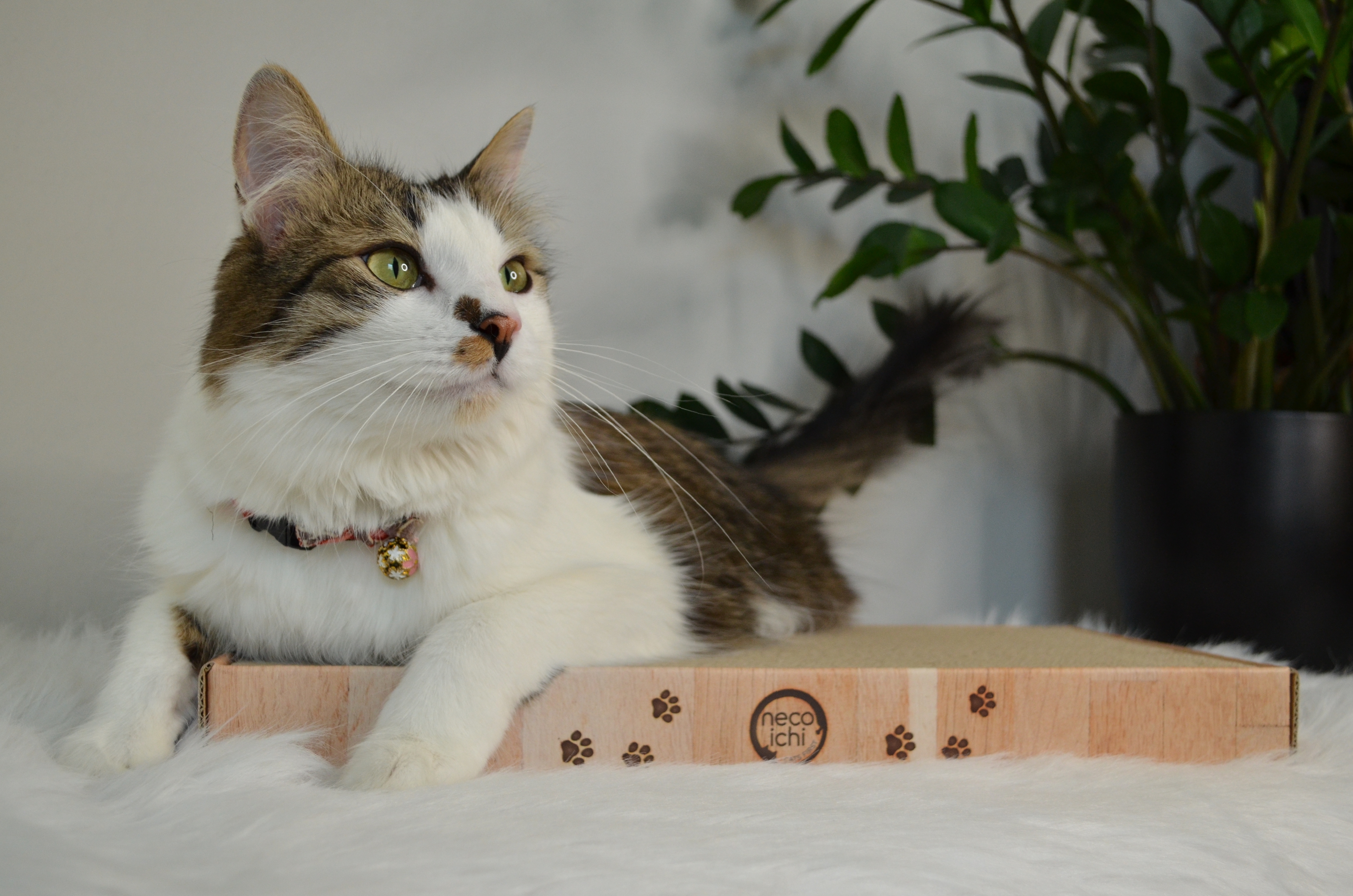 Cozy Cat Scratcher Bowl