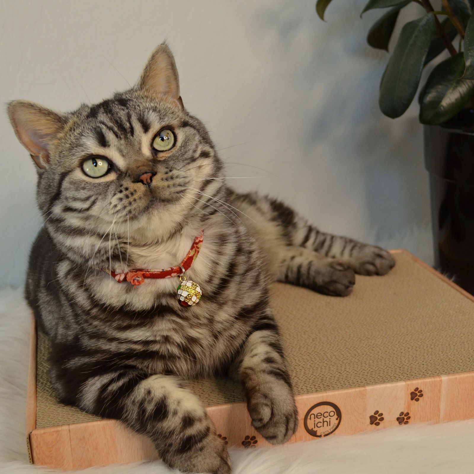 Cozy Cat Scratcher Bowl