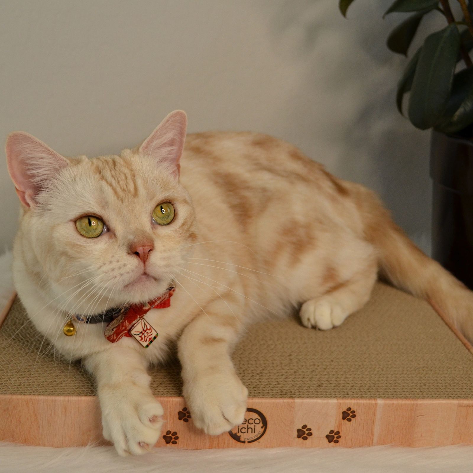 Cozy Cat Scratcher Bowl