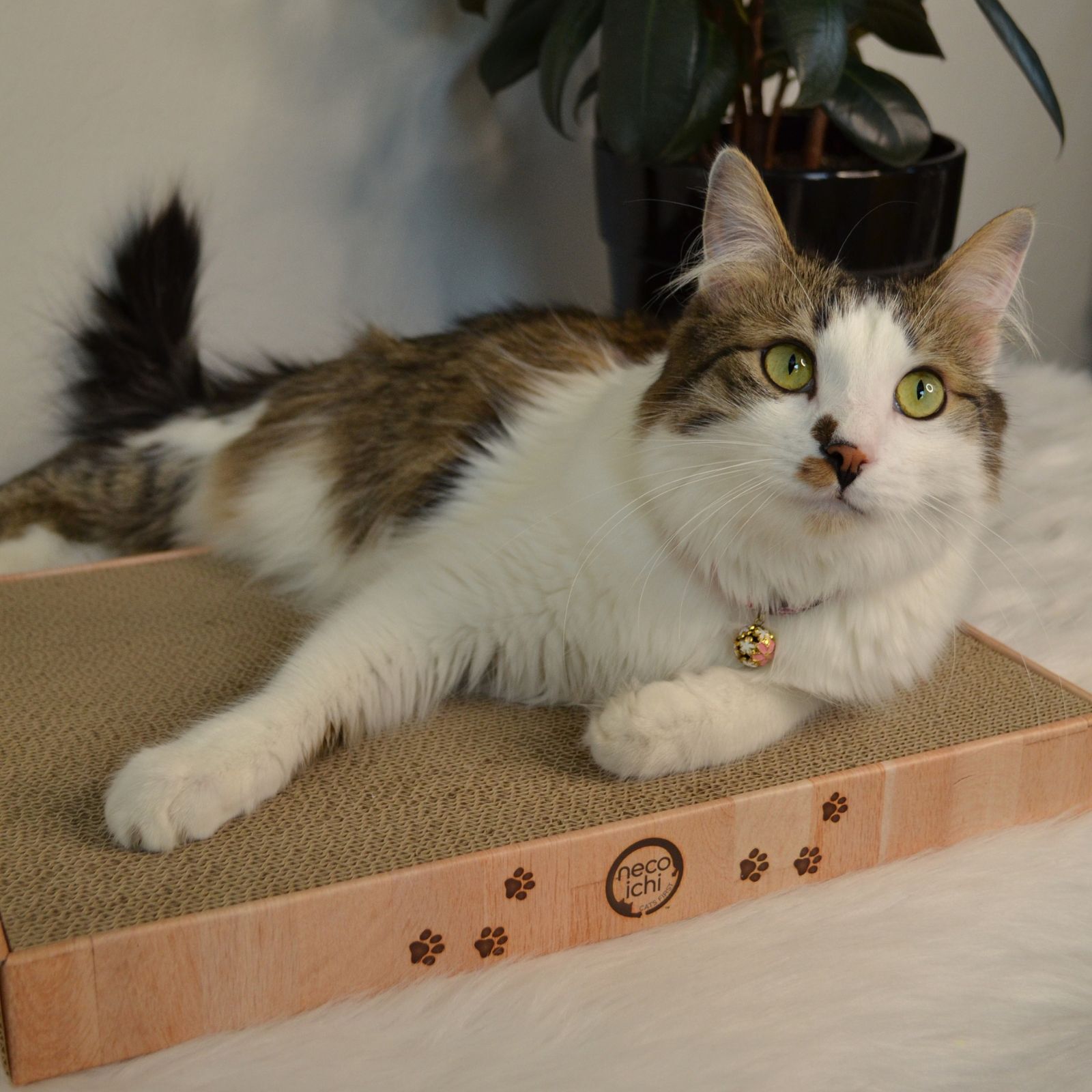 Cozy Cat Scratcher Bowl