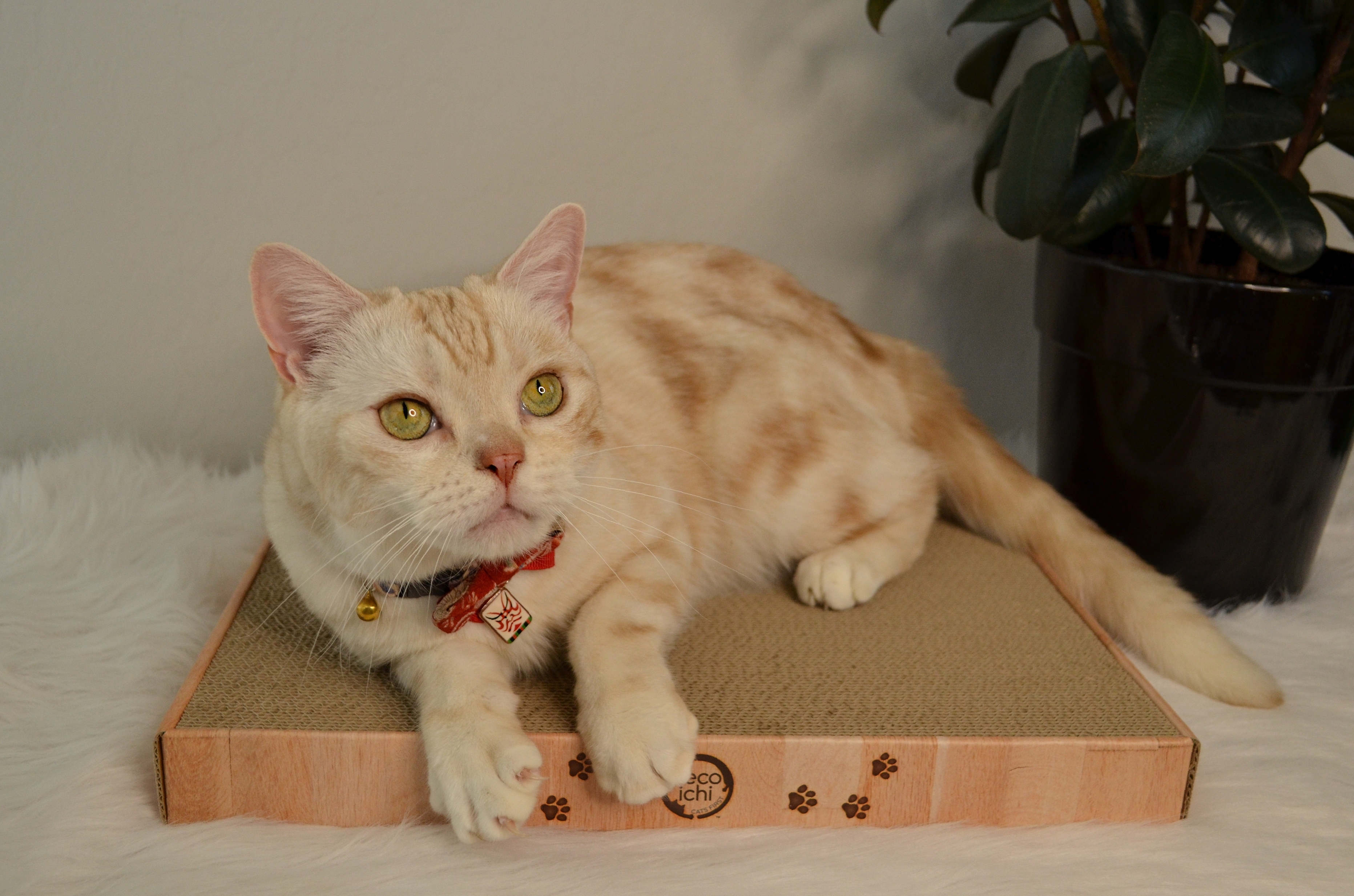 Cozy Cat Scratcher Bowl