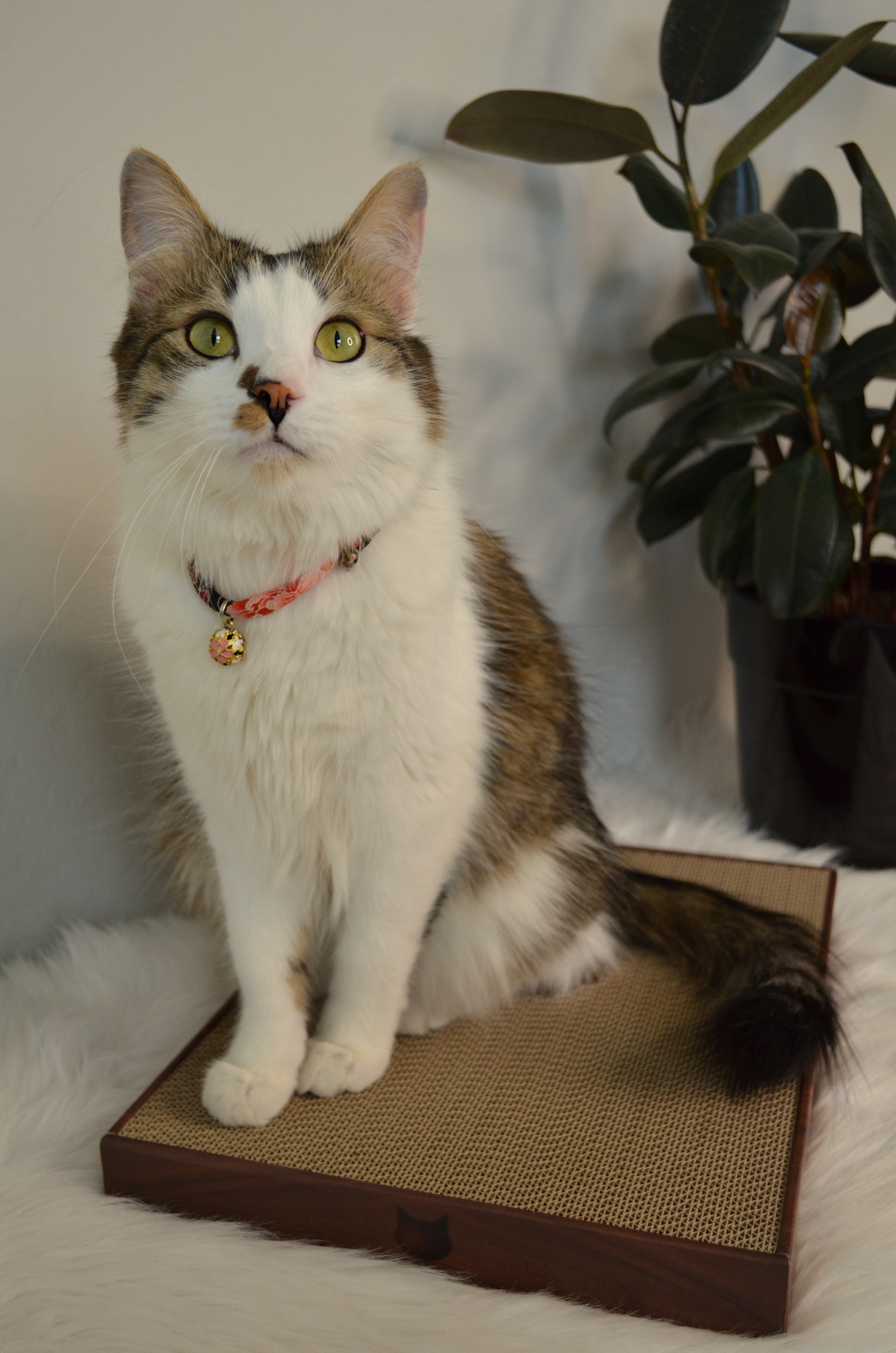 Cozy Cat Scratcher Bowl