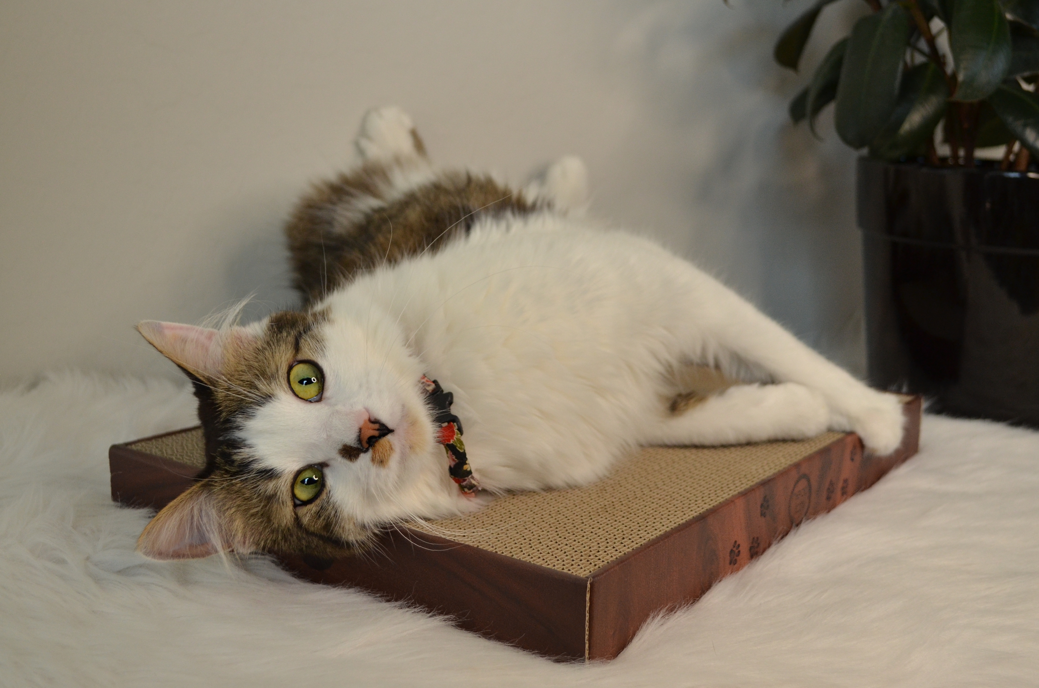 Cozy Cat Scratcher Bowl