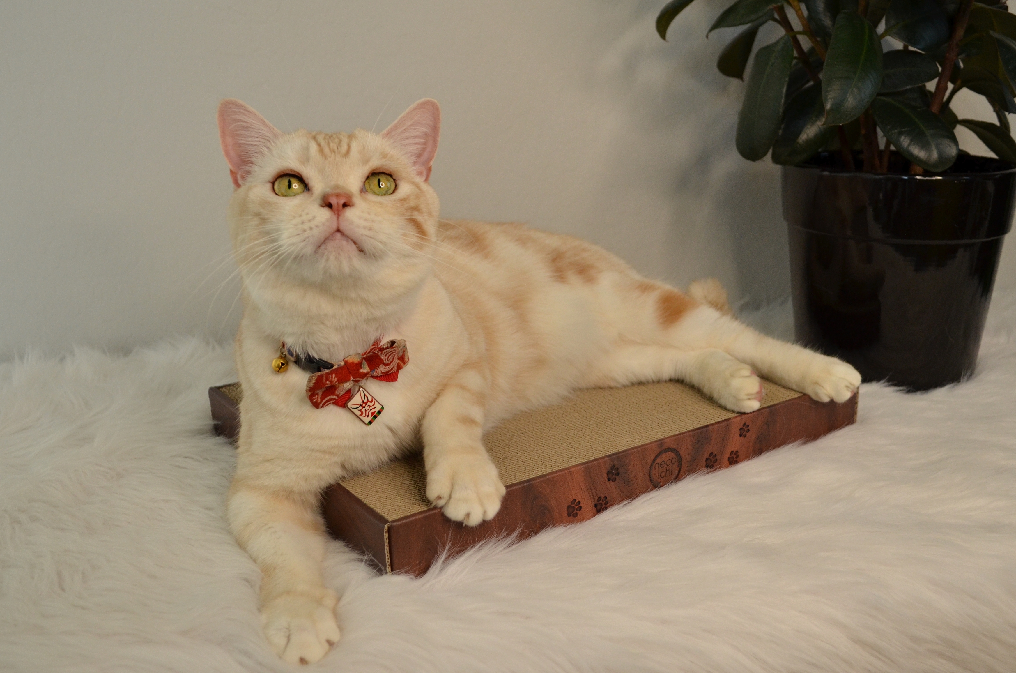 Cozy Cat Scratcher Bowl