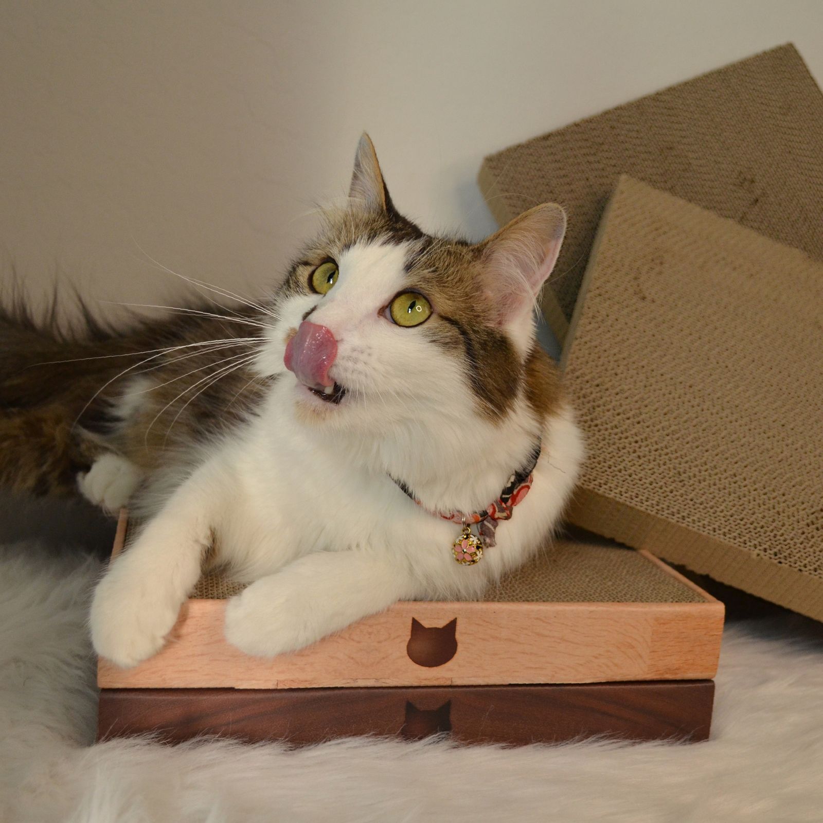 Cozy Cat Scratcher Bowl