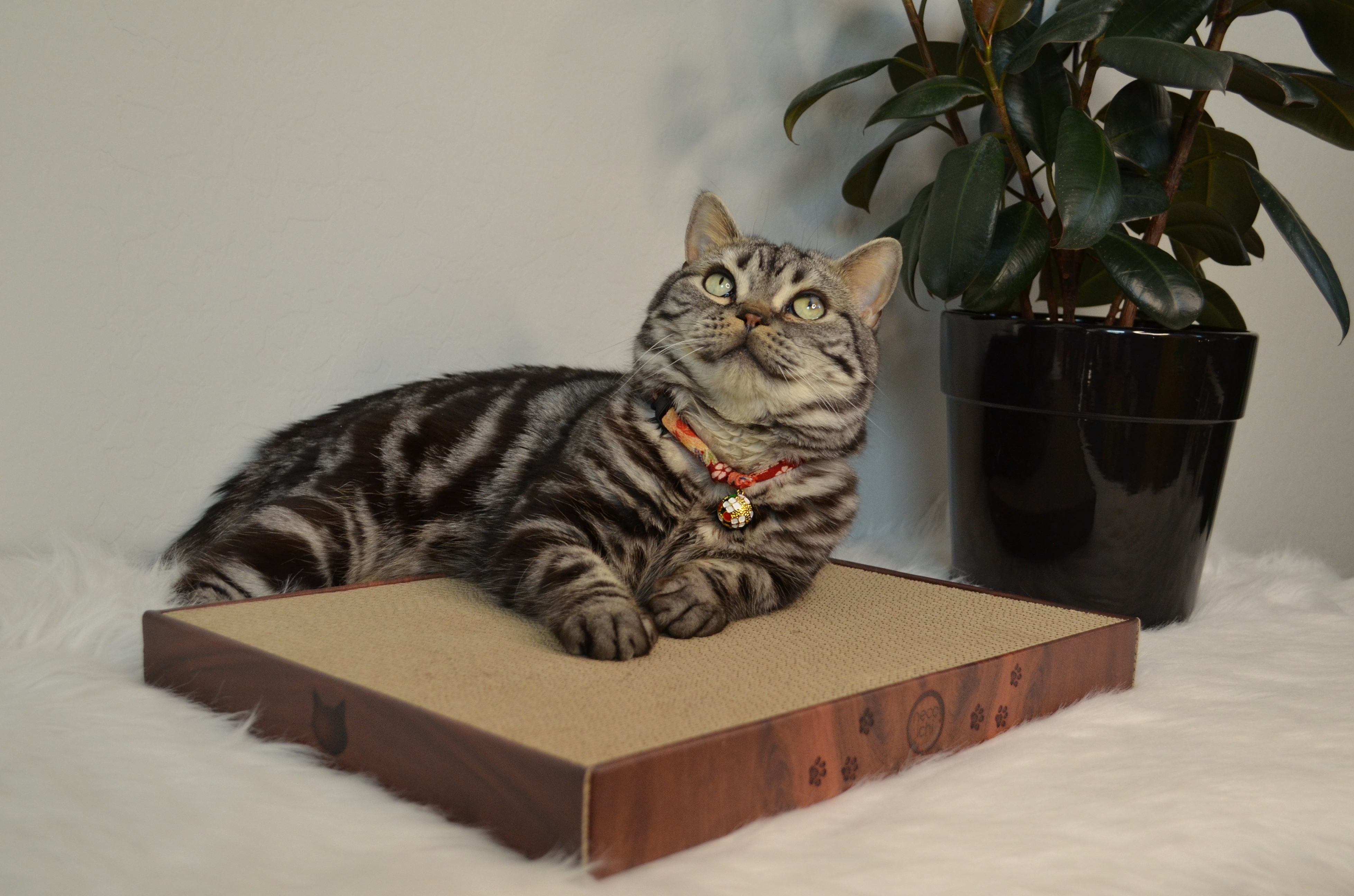 Cozy Cat Scratcher Bowl