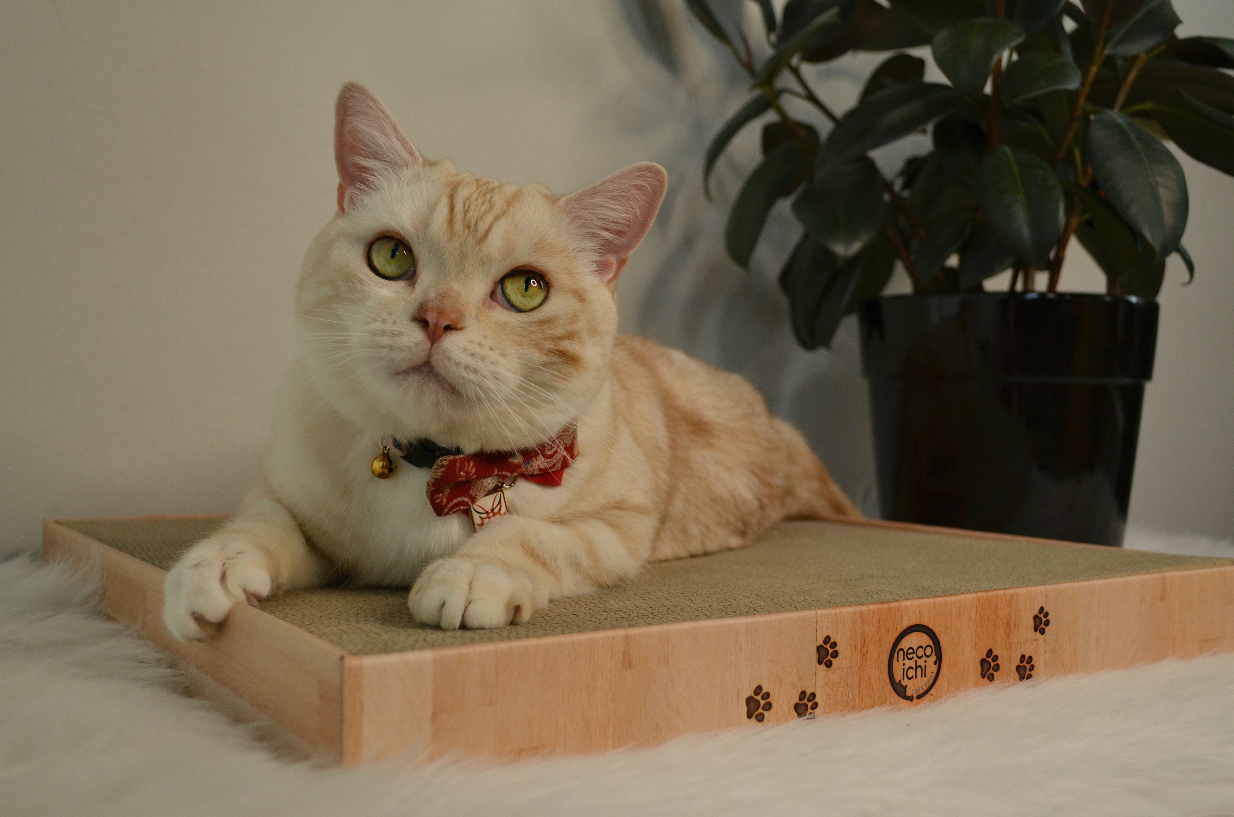 Cozy Cat Scratcher Bowl