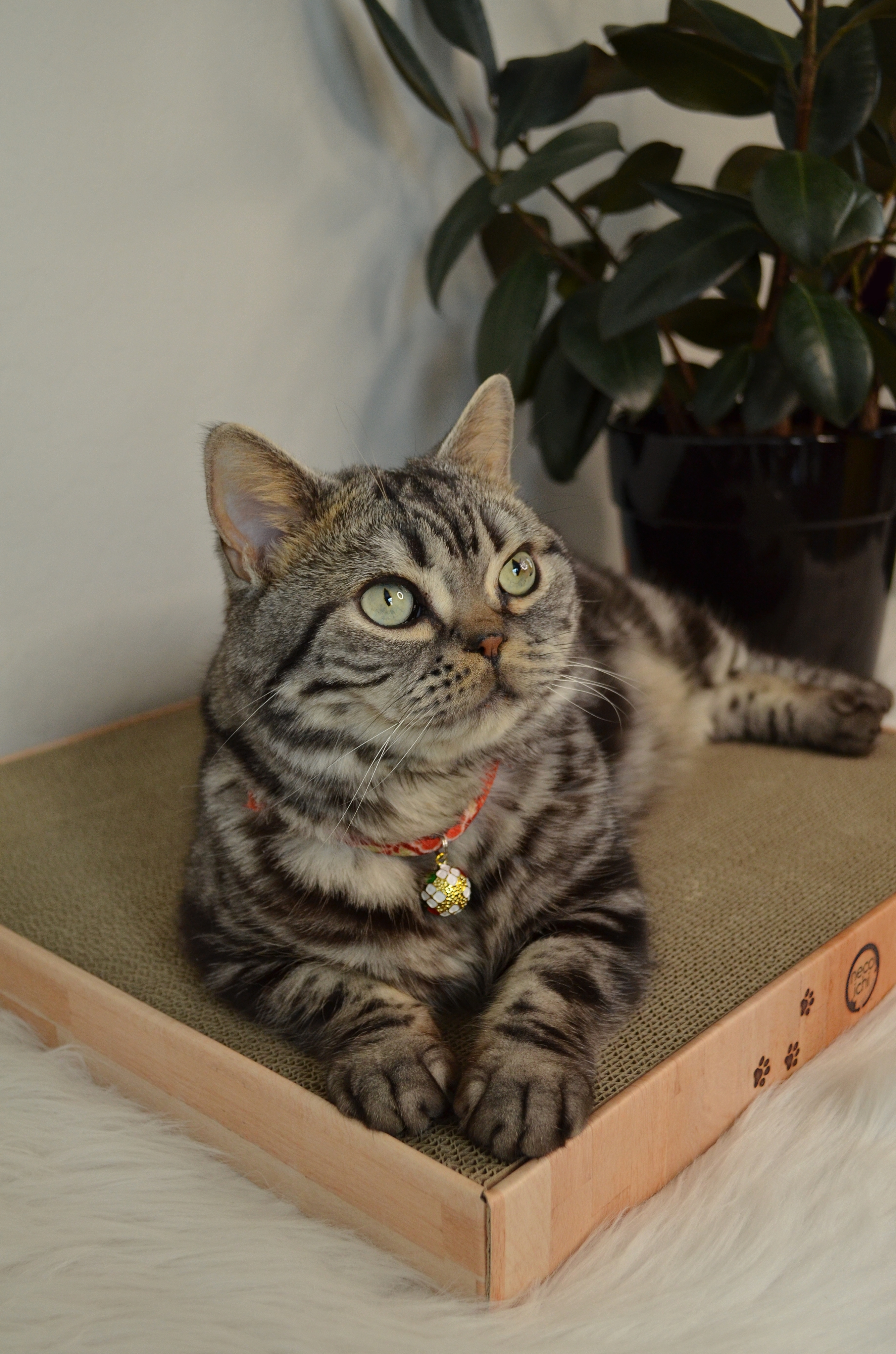 Cozy Cat Scratcher Bowl