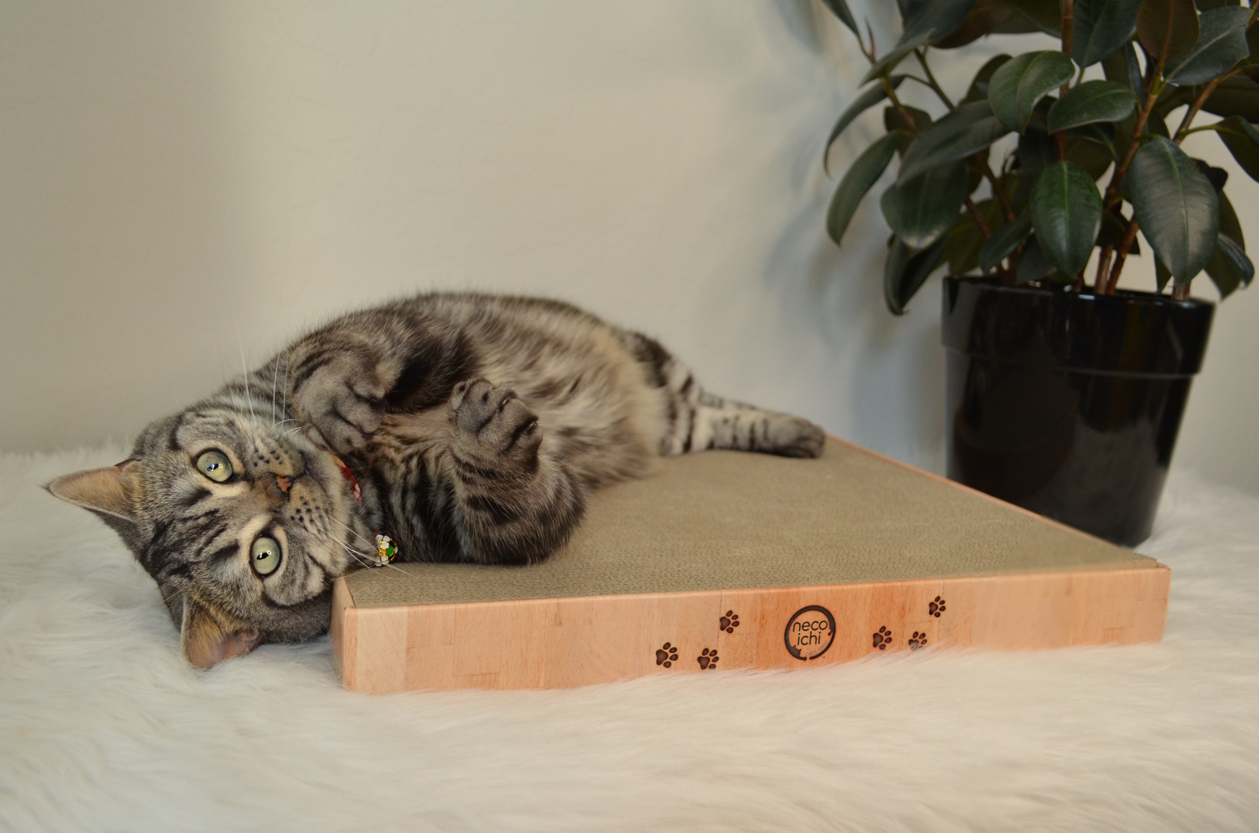 Cozy Cat Scratcher Bowl