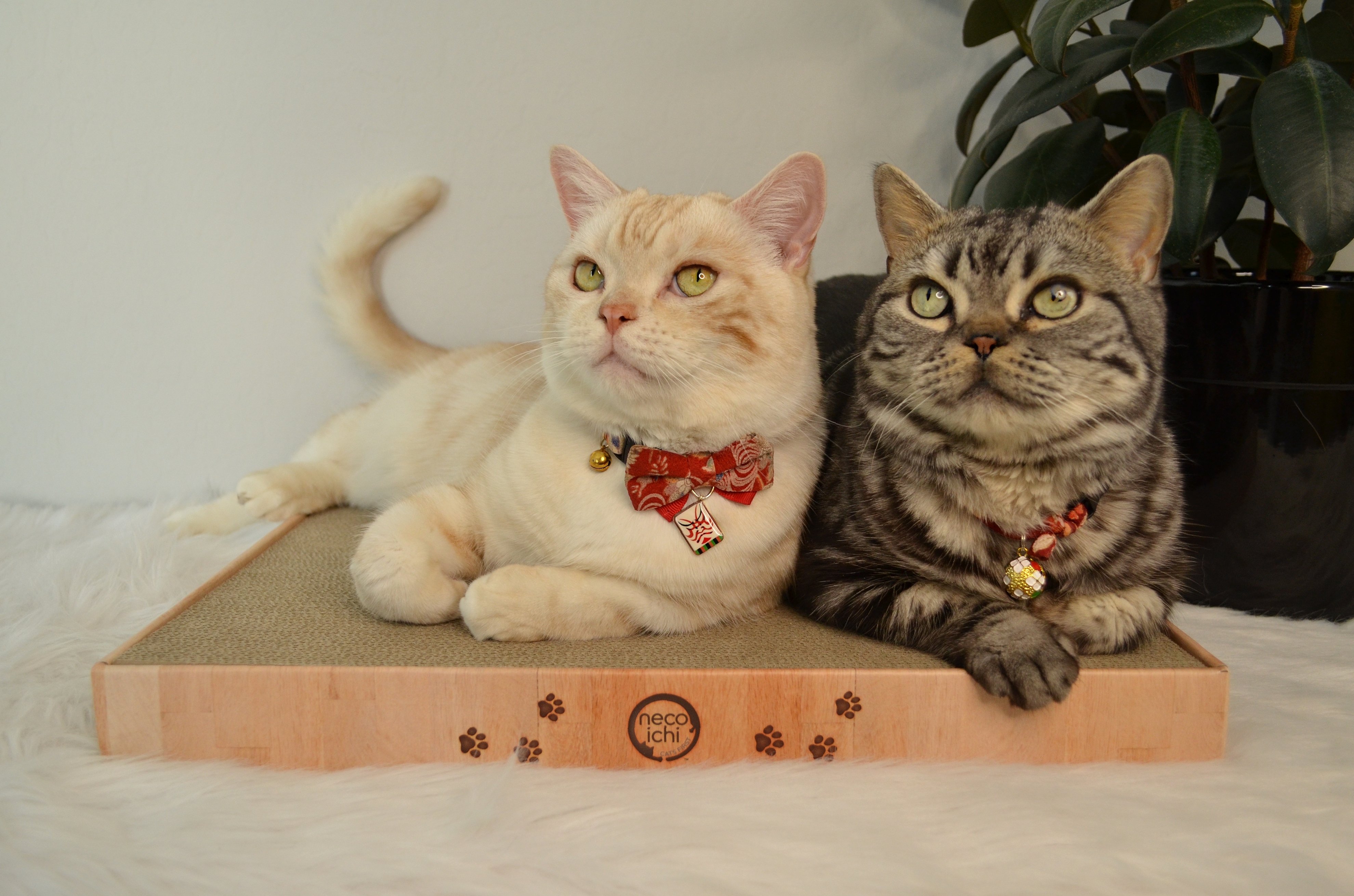 Cozy Cat Scratcher Bowl