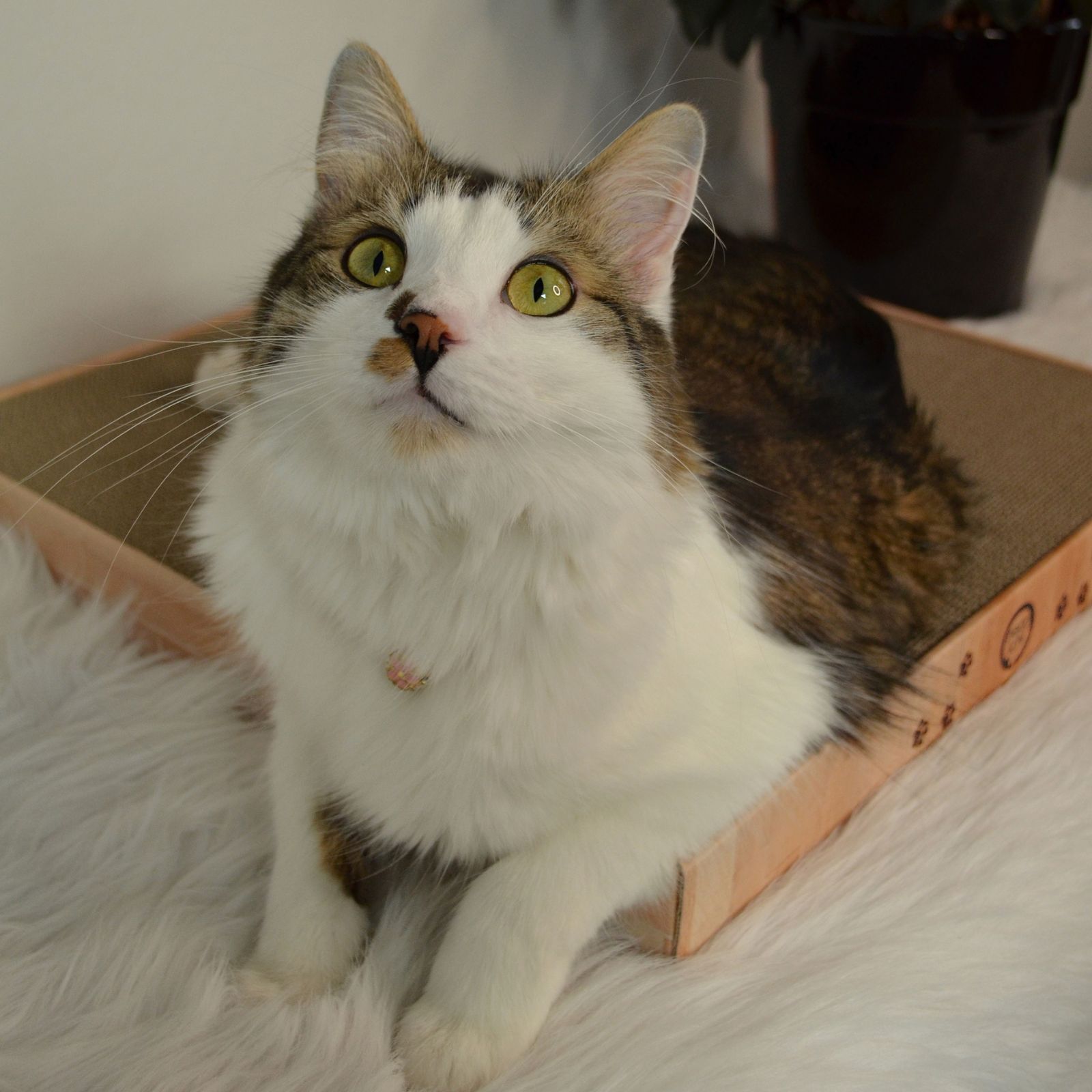 Cozy Cat Scratcher Bowl