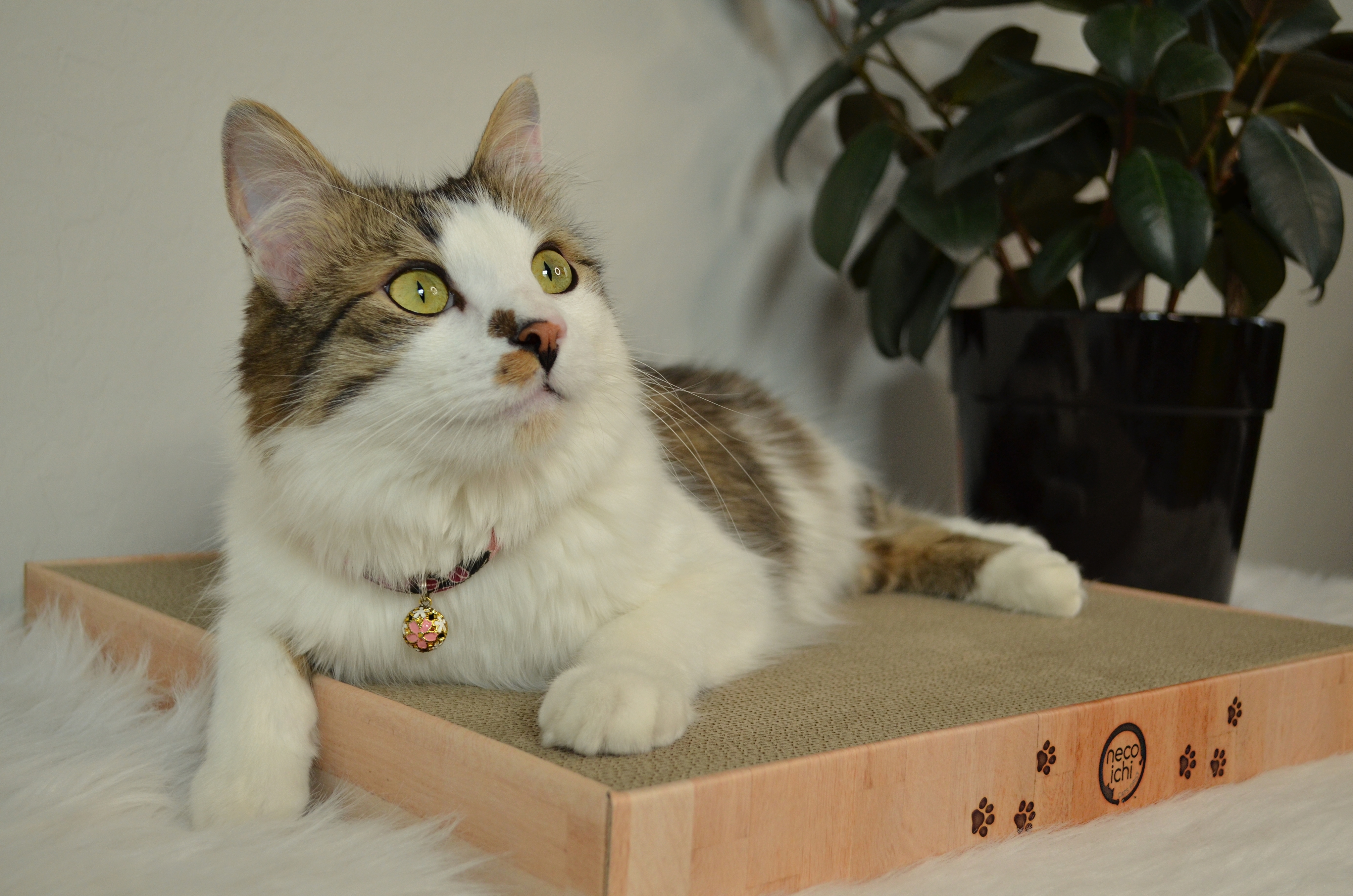 Cozy Cat Scratcher Bowl