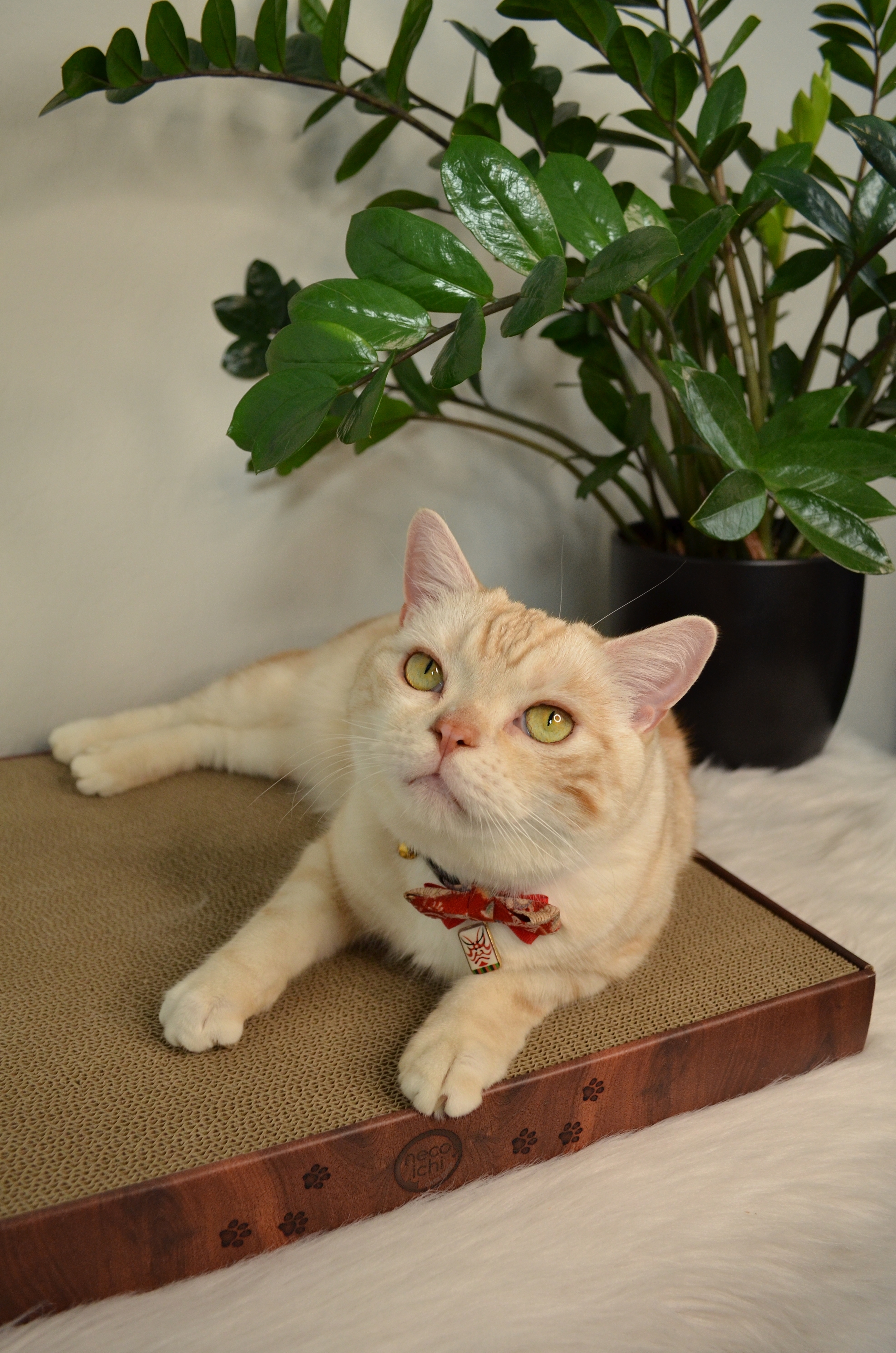 Cozy Cat Scratcher Bowl