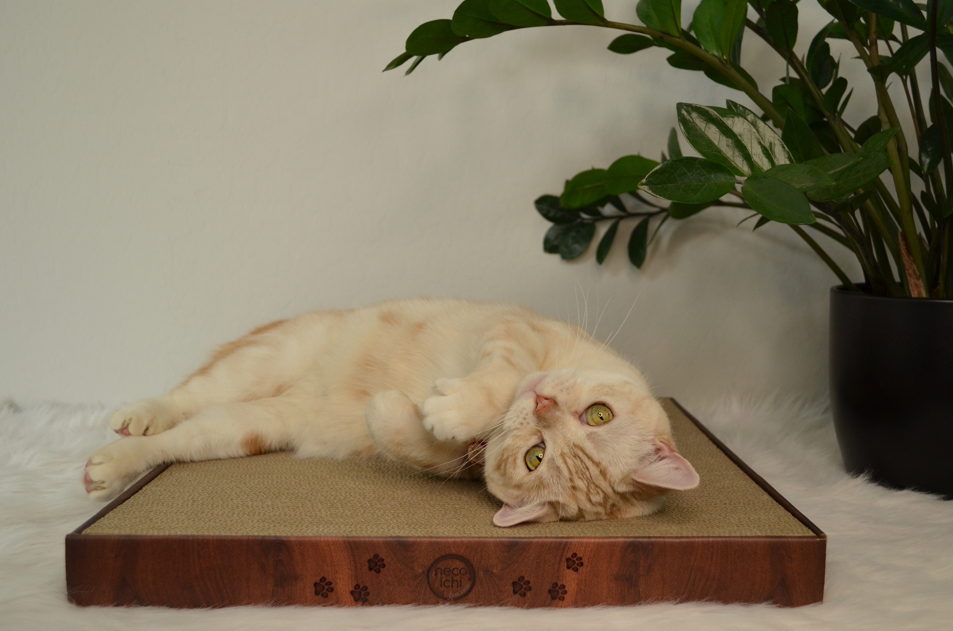 Cozy Cat Scratcher Bowl