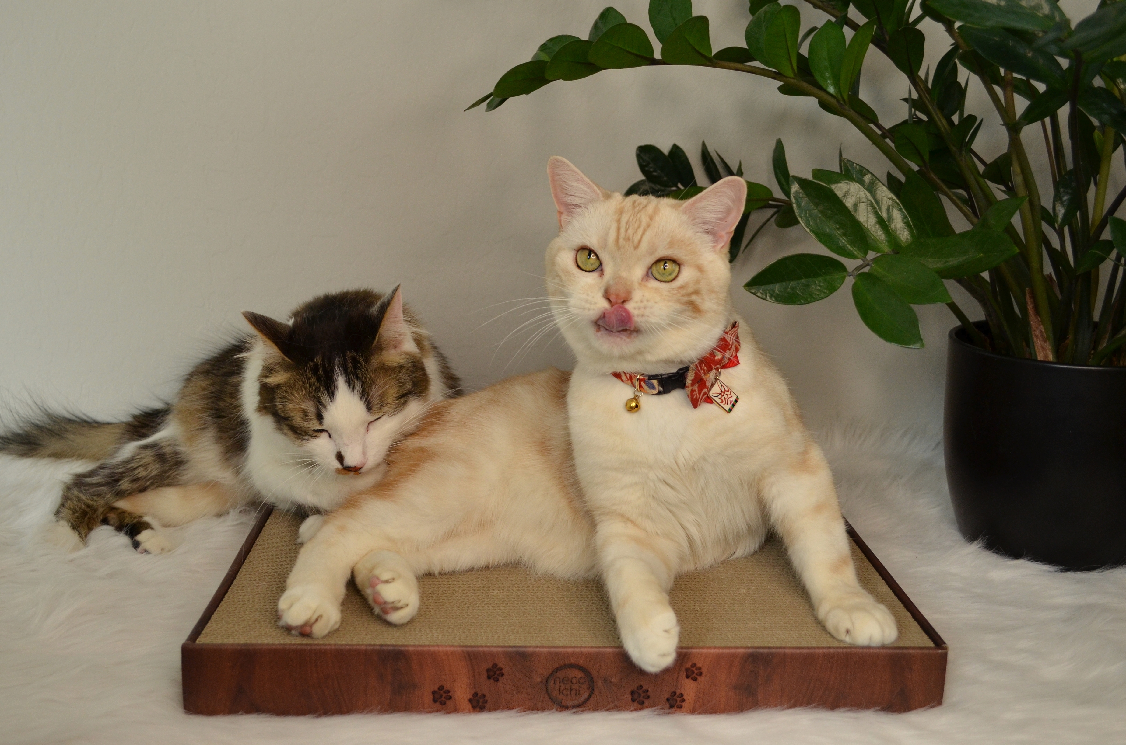 Cozy Cat Scratcher Bowl