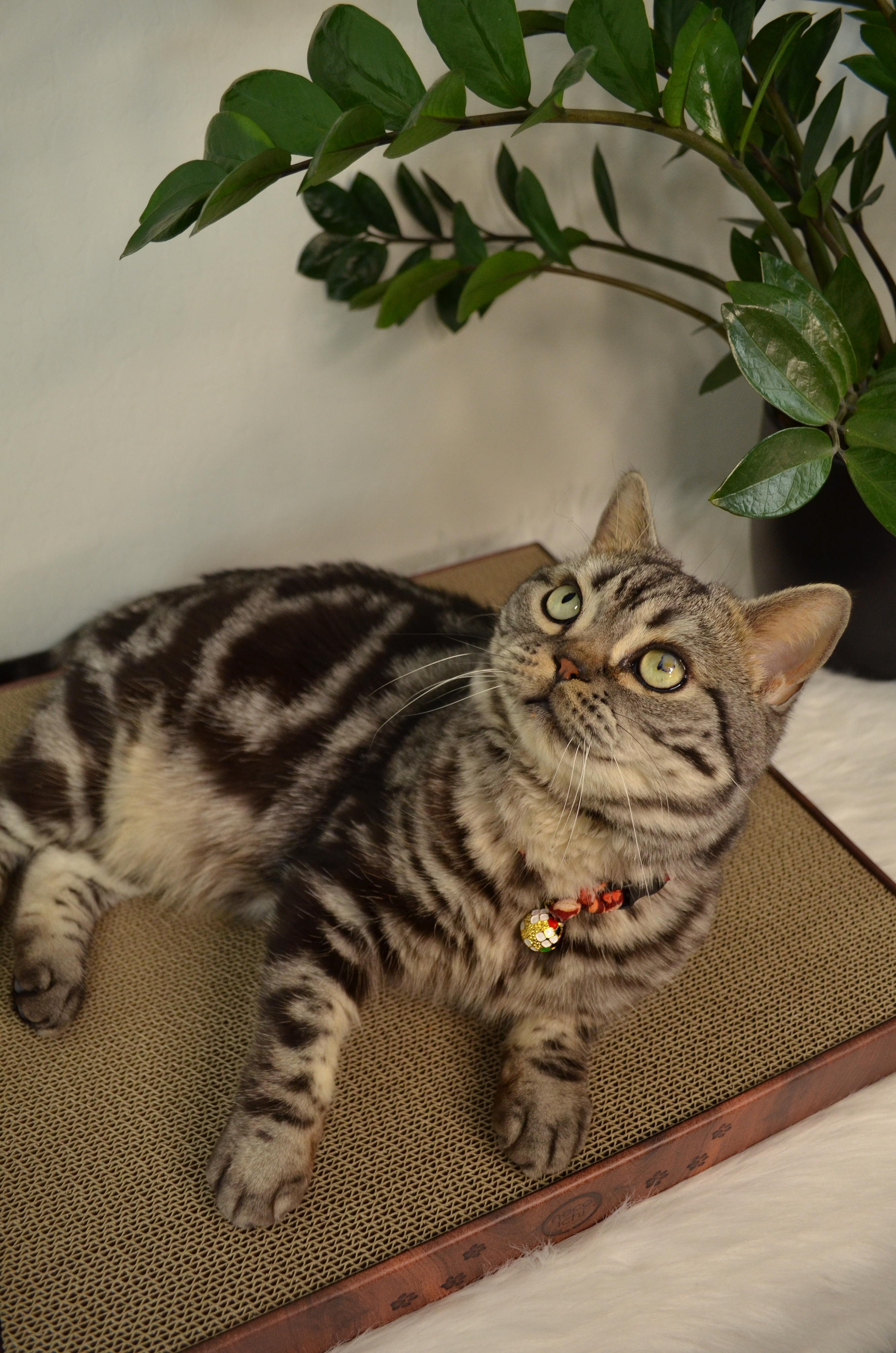 Cozy Cat Scratcher Bowl