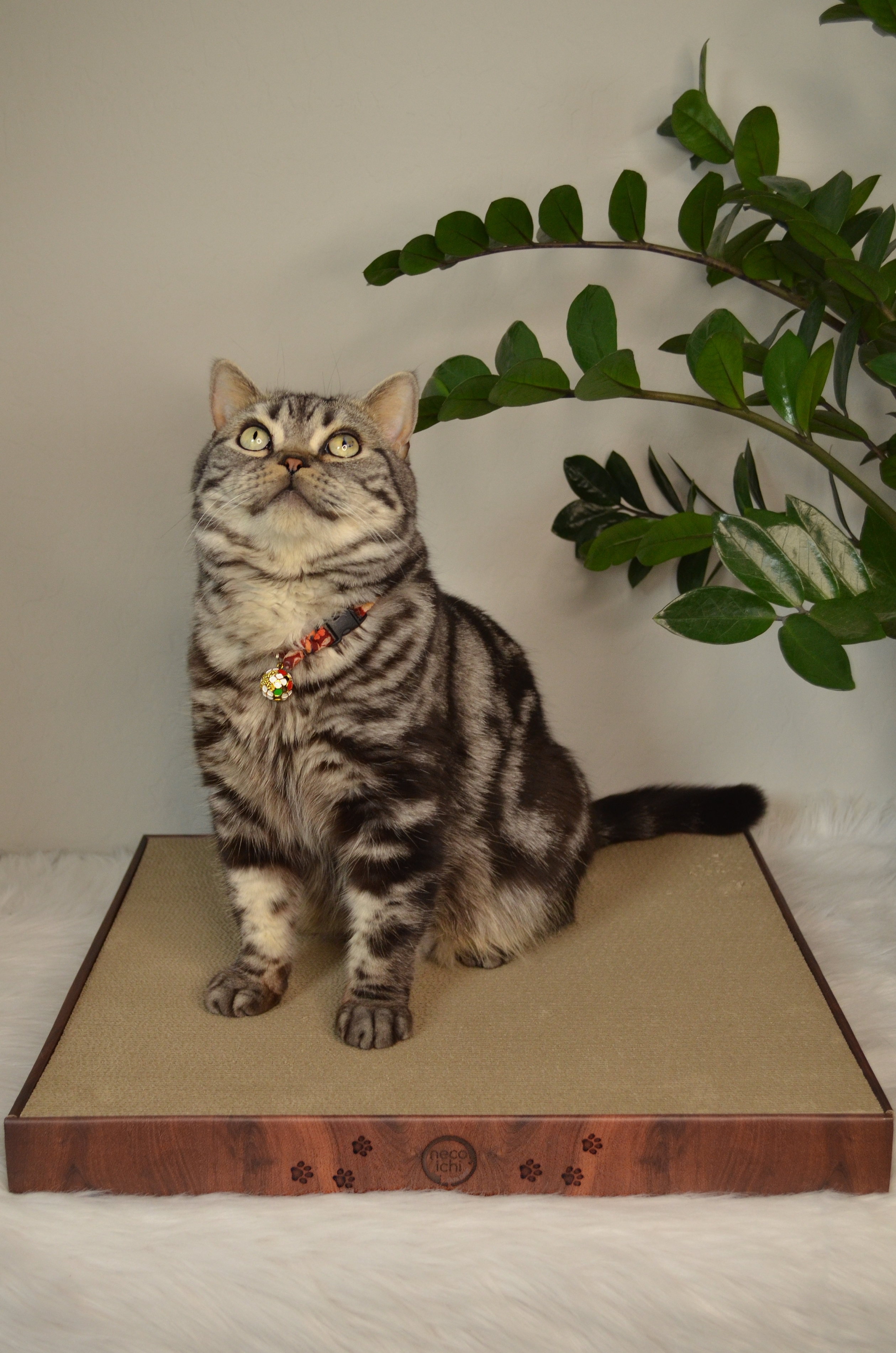 Cozy Cat Scratcher Bowl