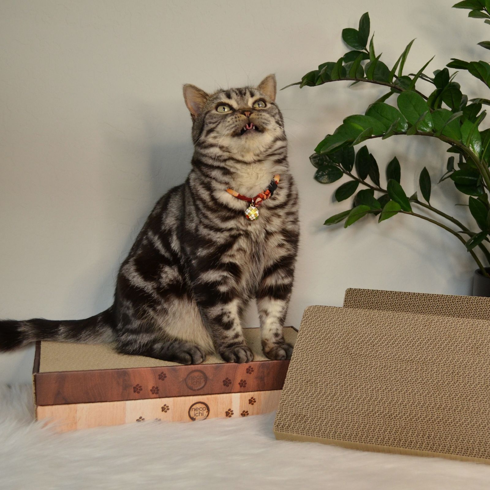 Cozy Cat Scratcher Bowl