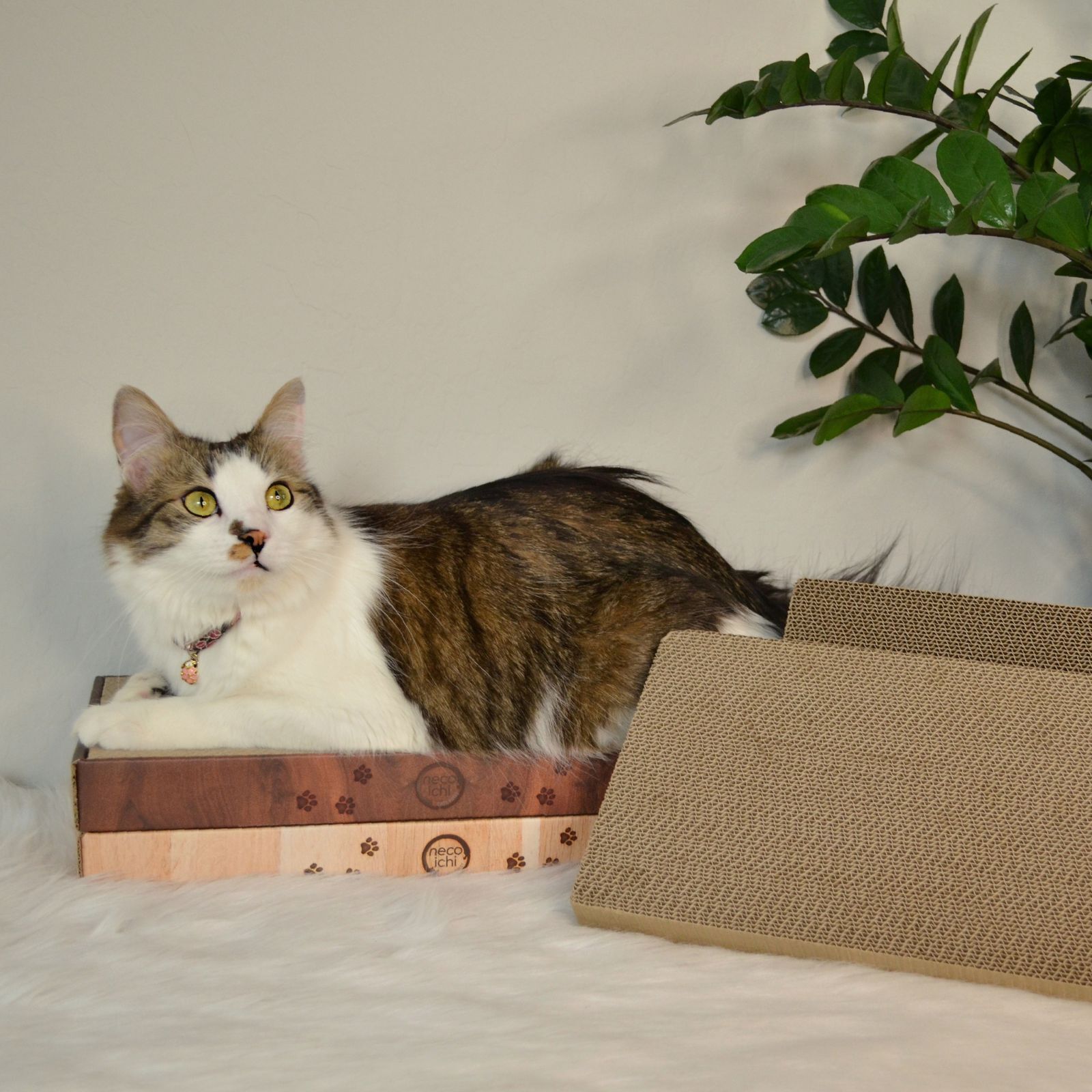 Cozy Cat Scratcher Bowl