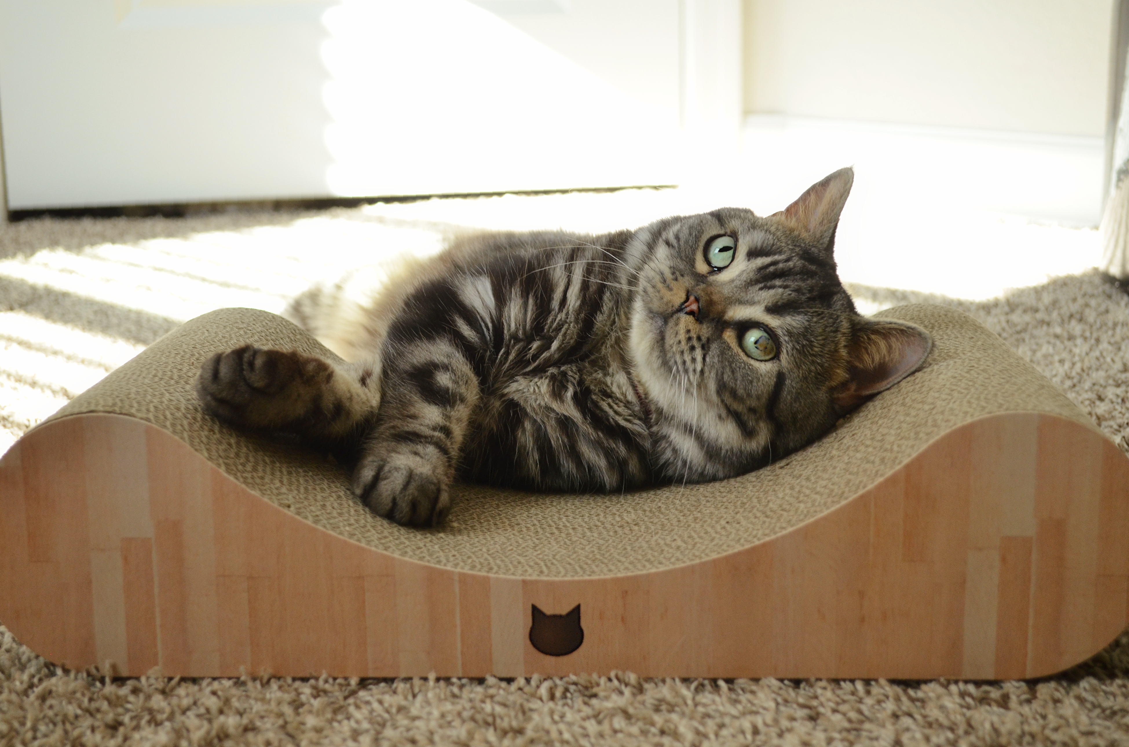 Cozy Cat Scratcher Bowl