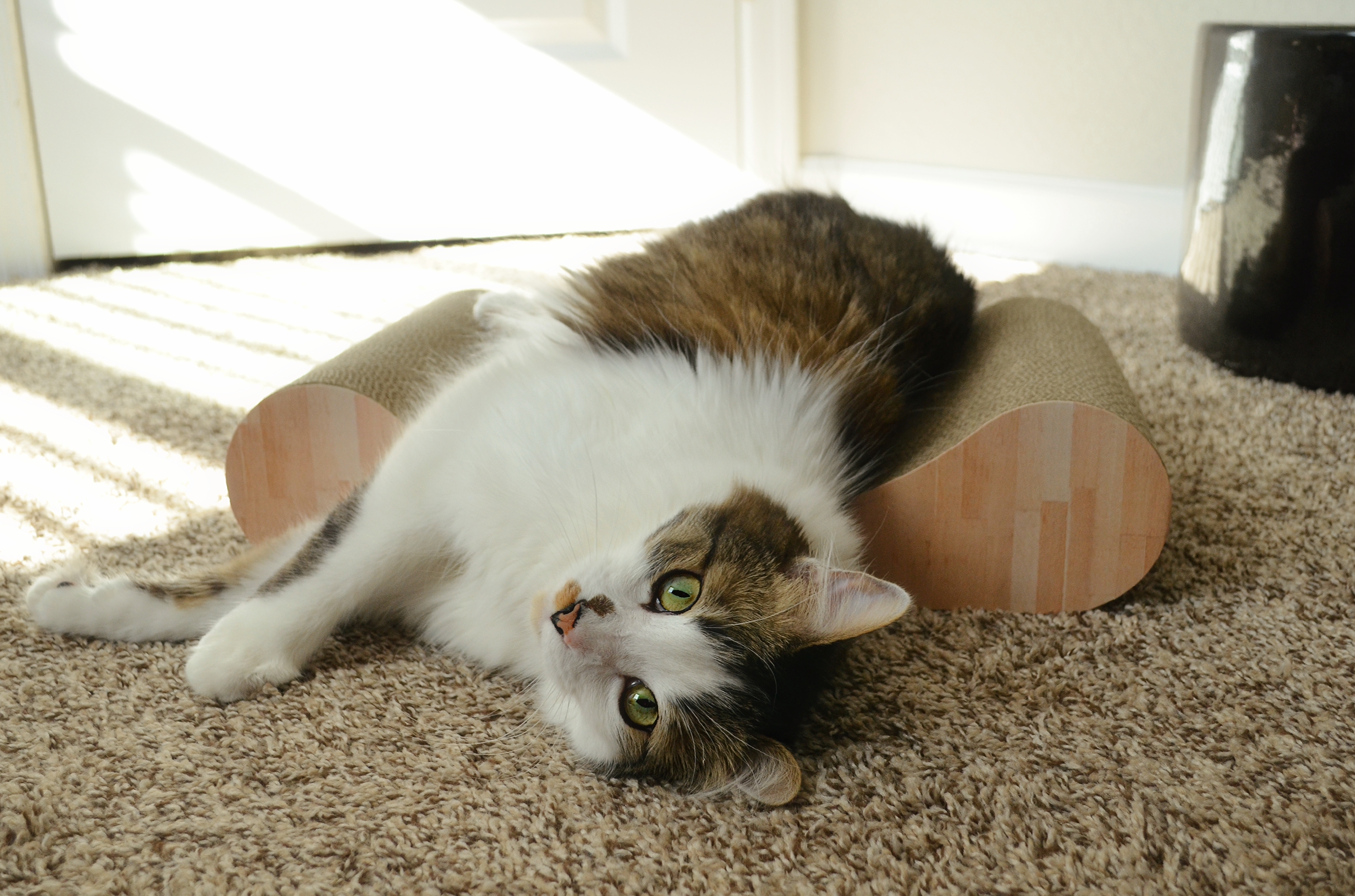 Cozy Cat Scratcher Bowl