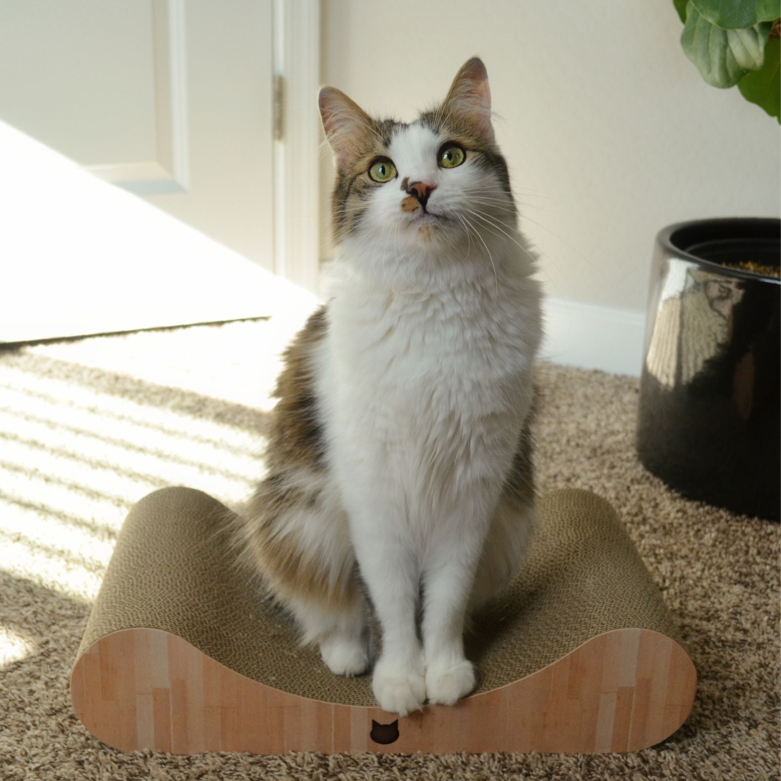 Cozy Cat Scratcher Bowl