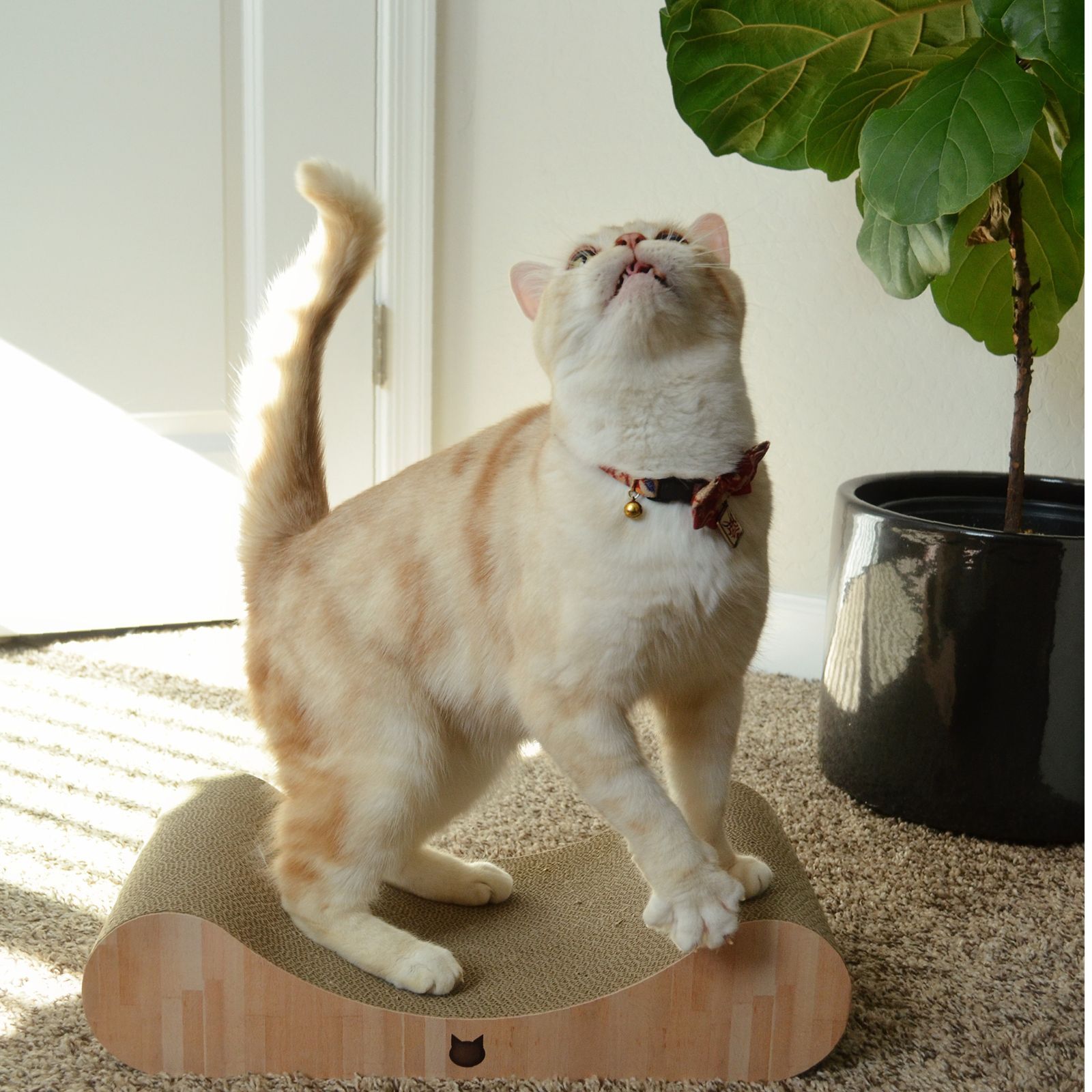 Cozy Cat Scratcher Bowl