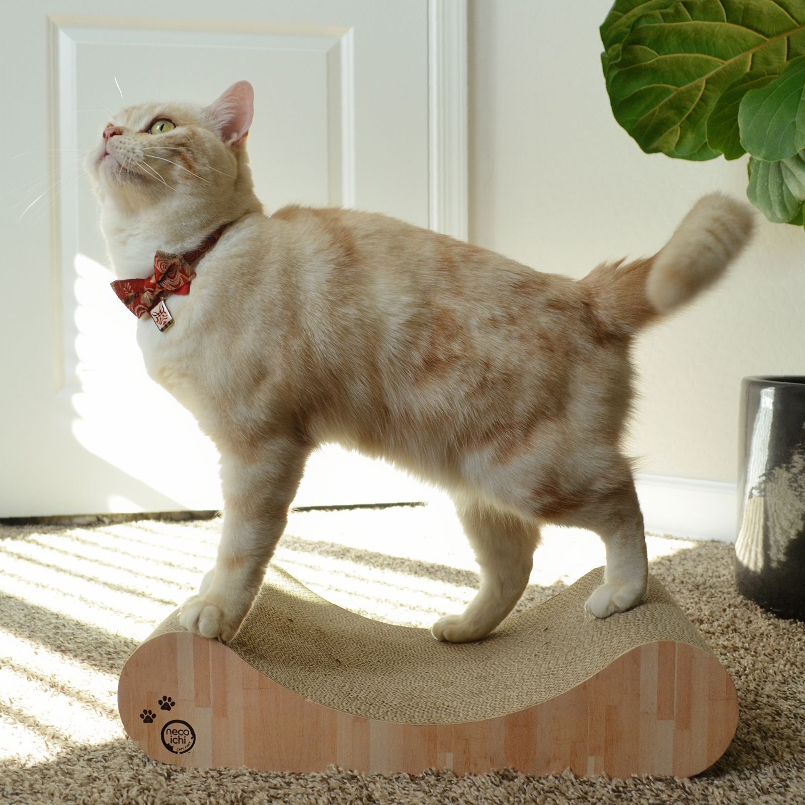 Cozy Cat Scratcher Bowl