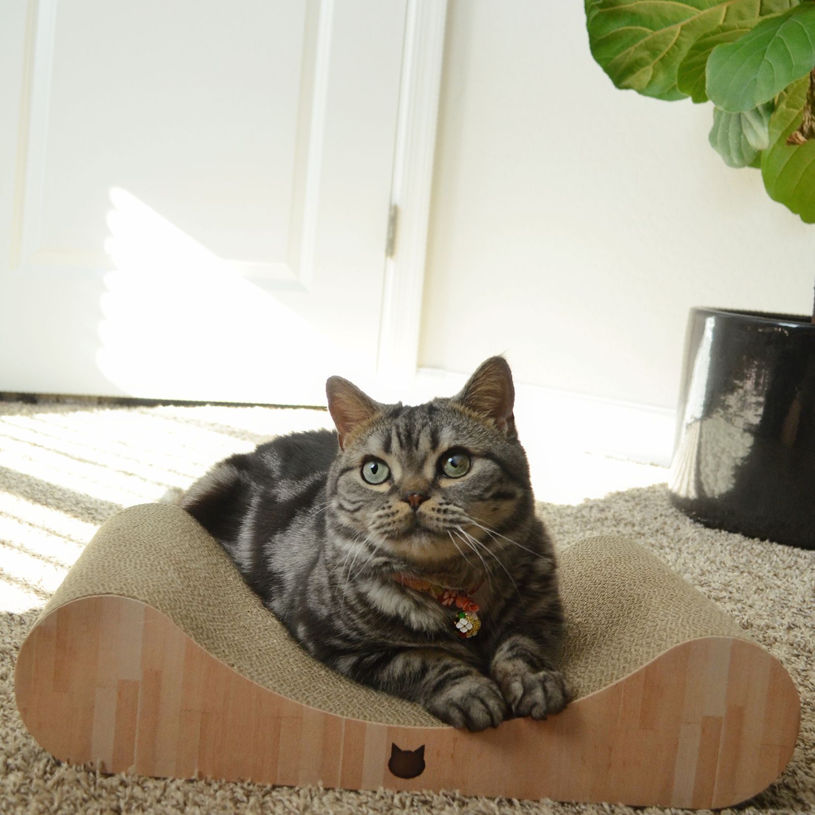 Cozy Cat Scratcher Bowl