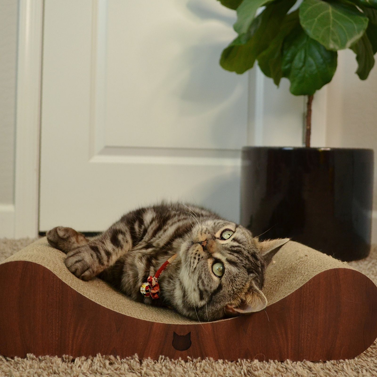 Cozy Cat Scratcher Bowl