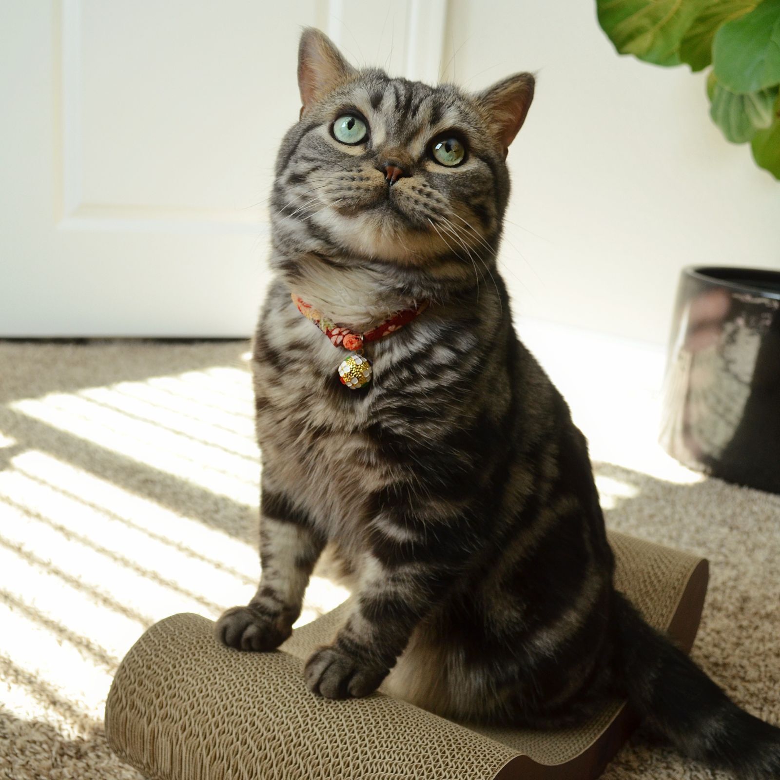 Cozy Cat Scratcher Bowl