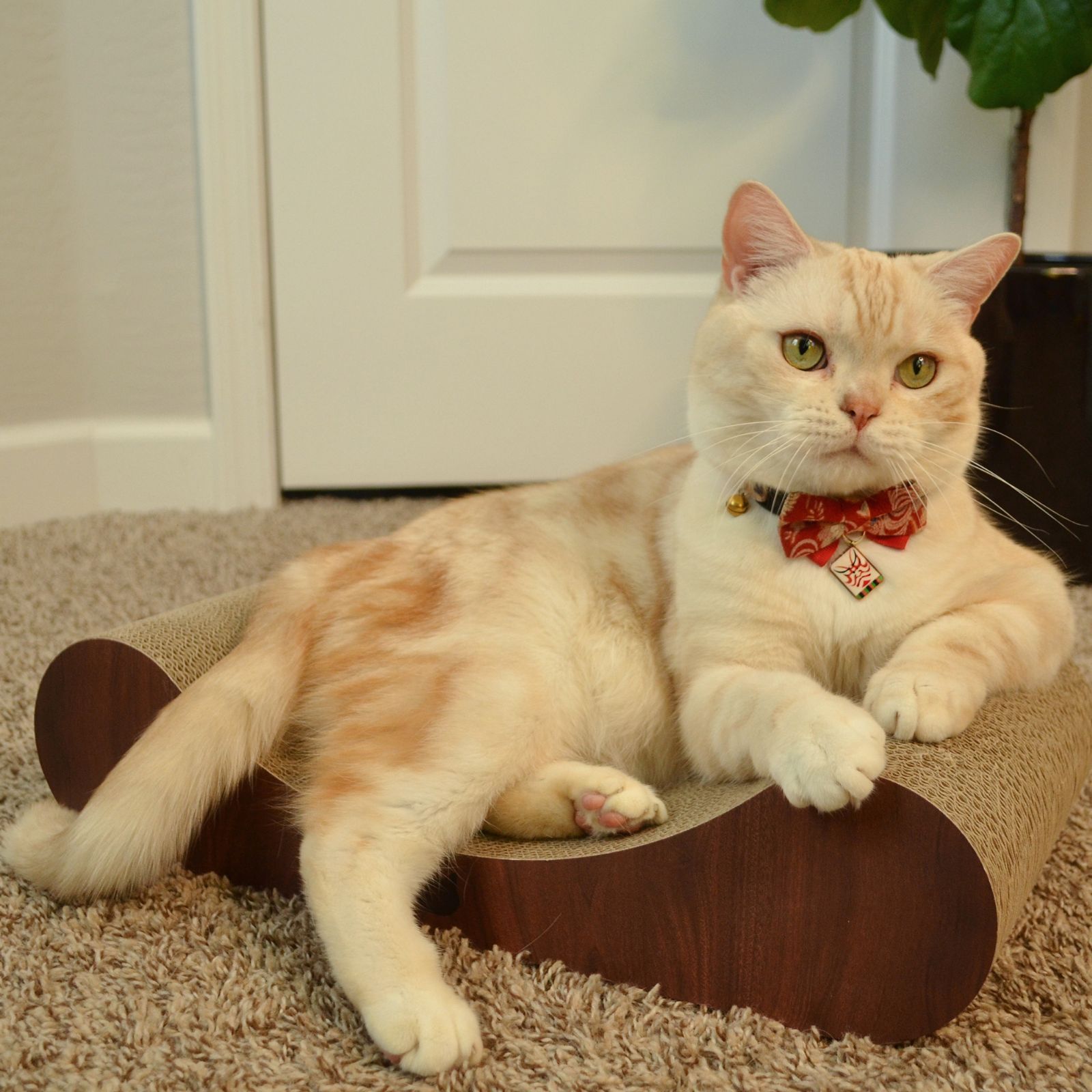 Cozy Cat Scratcher Bowl