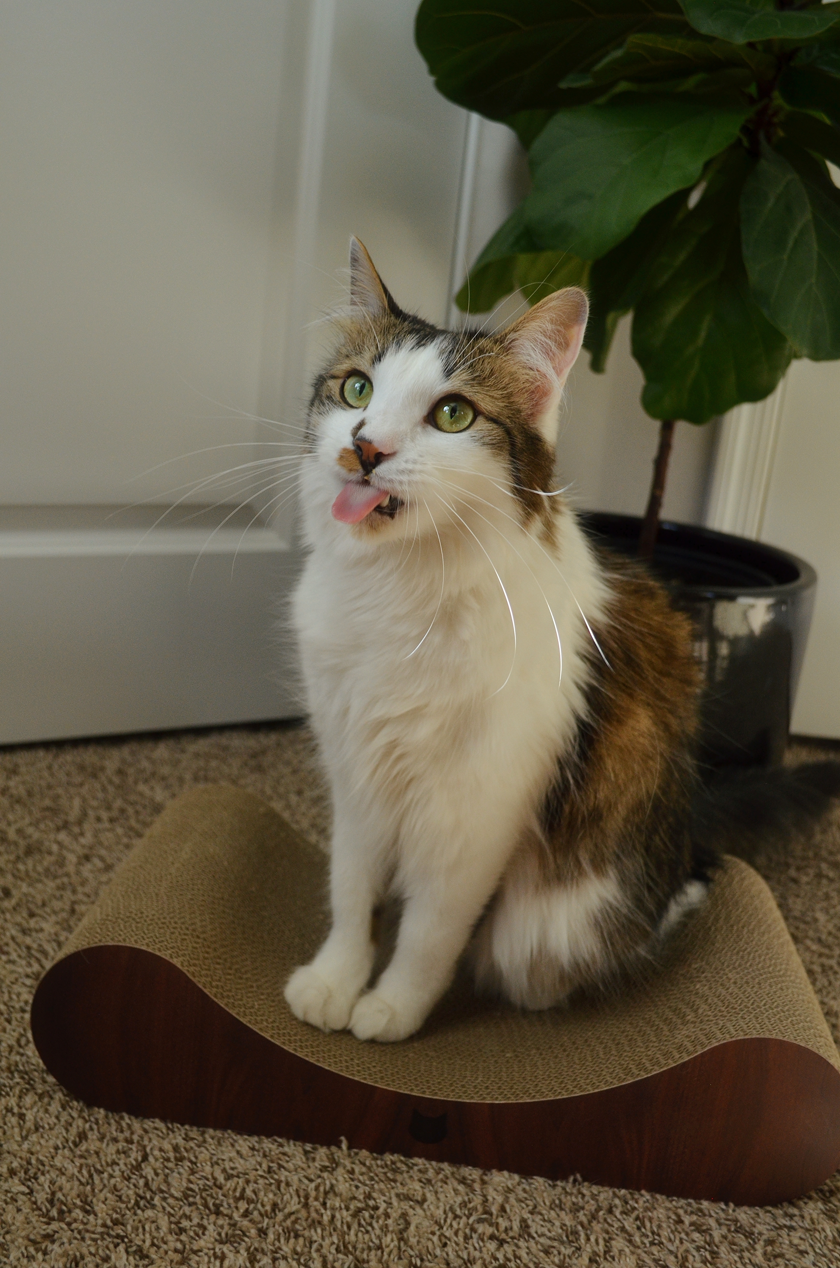 Cozy Cat Scratcher Bowl