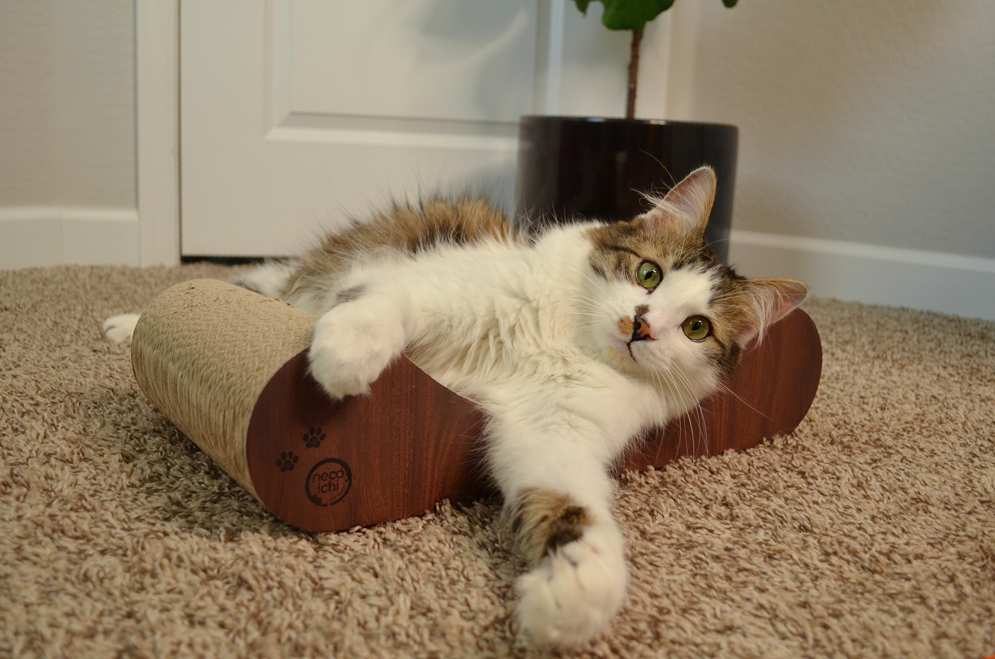 Cozy Cat Scratcher Bowl