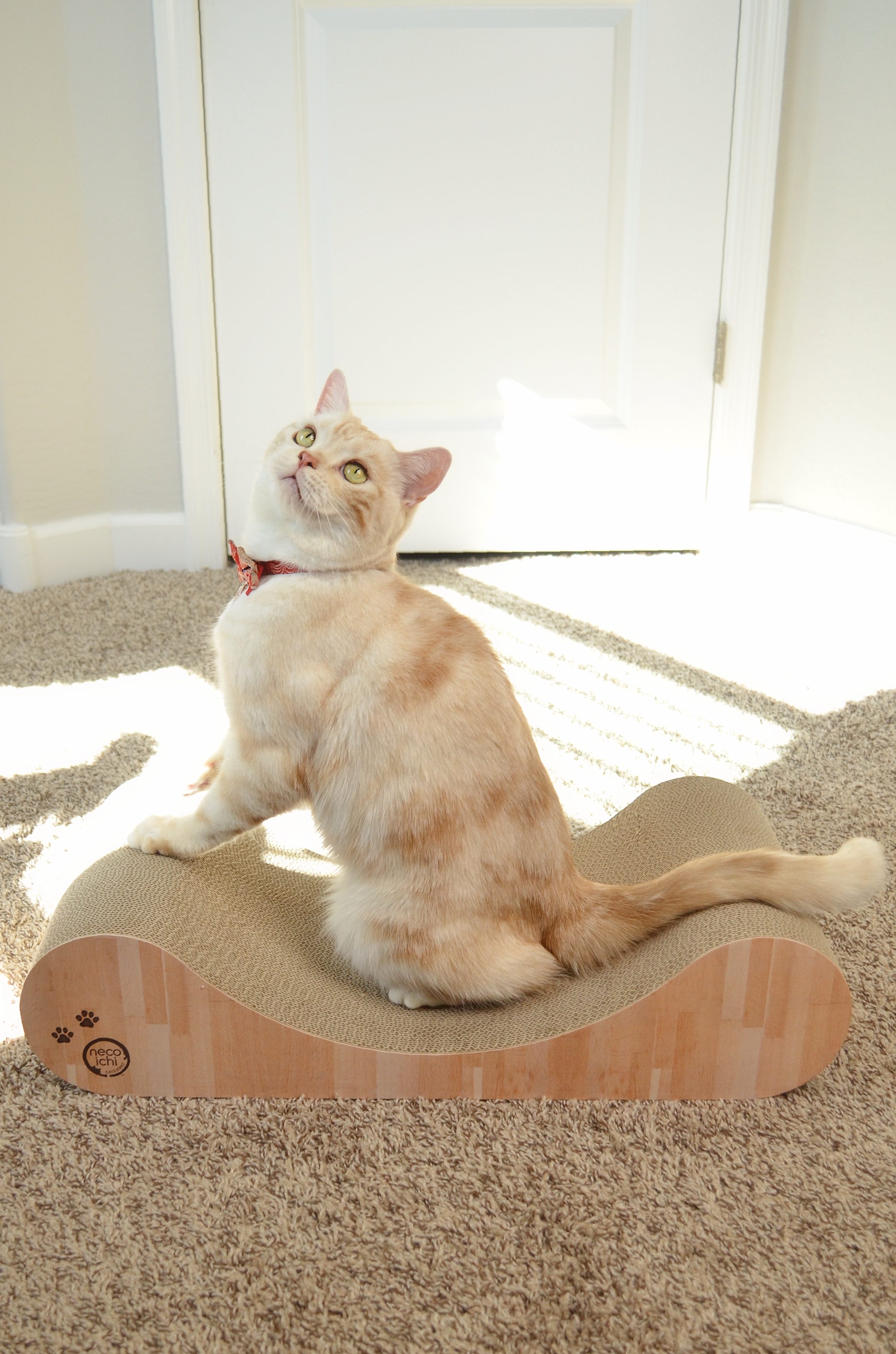 Cozy Cat Scratcher Bowl