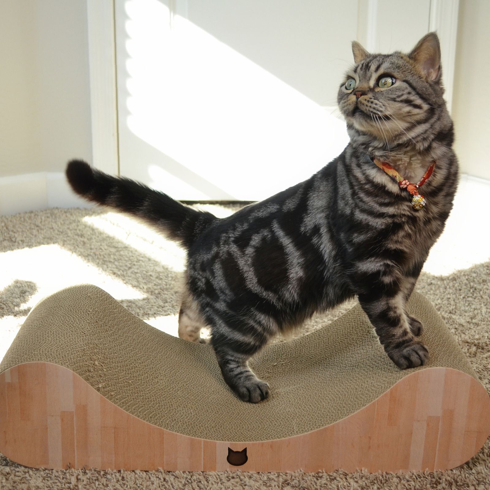 Cozy Cat Scratcher Bowl