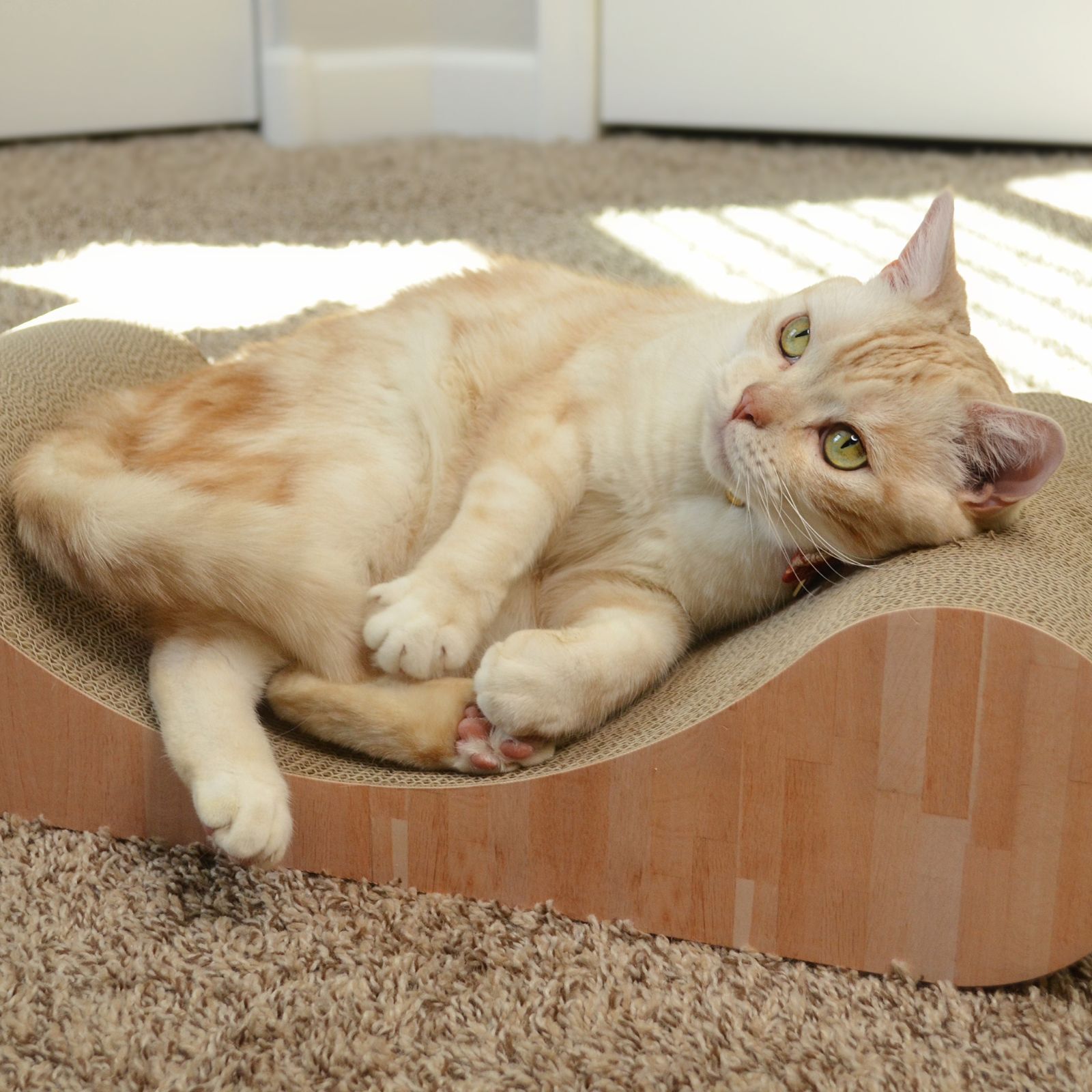 Cozy Cat Scratcher Bowl