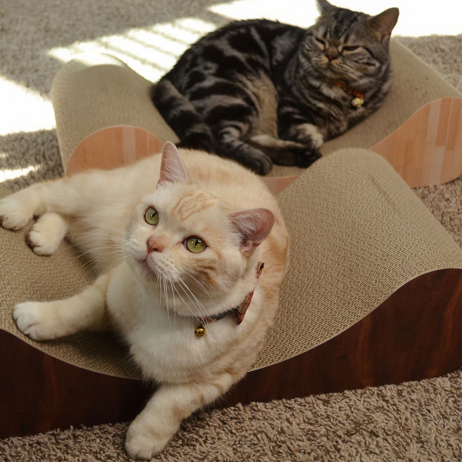 Cozy Cat Scratcher Bowl