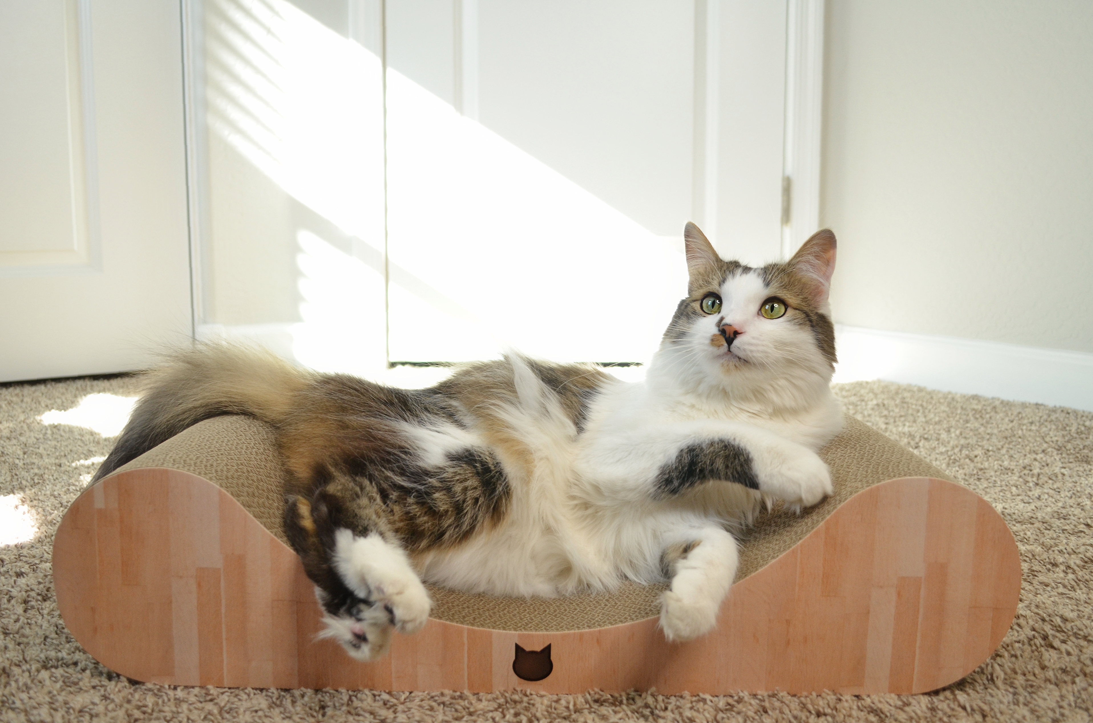 Cozy Cat Scratcher Bowl