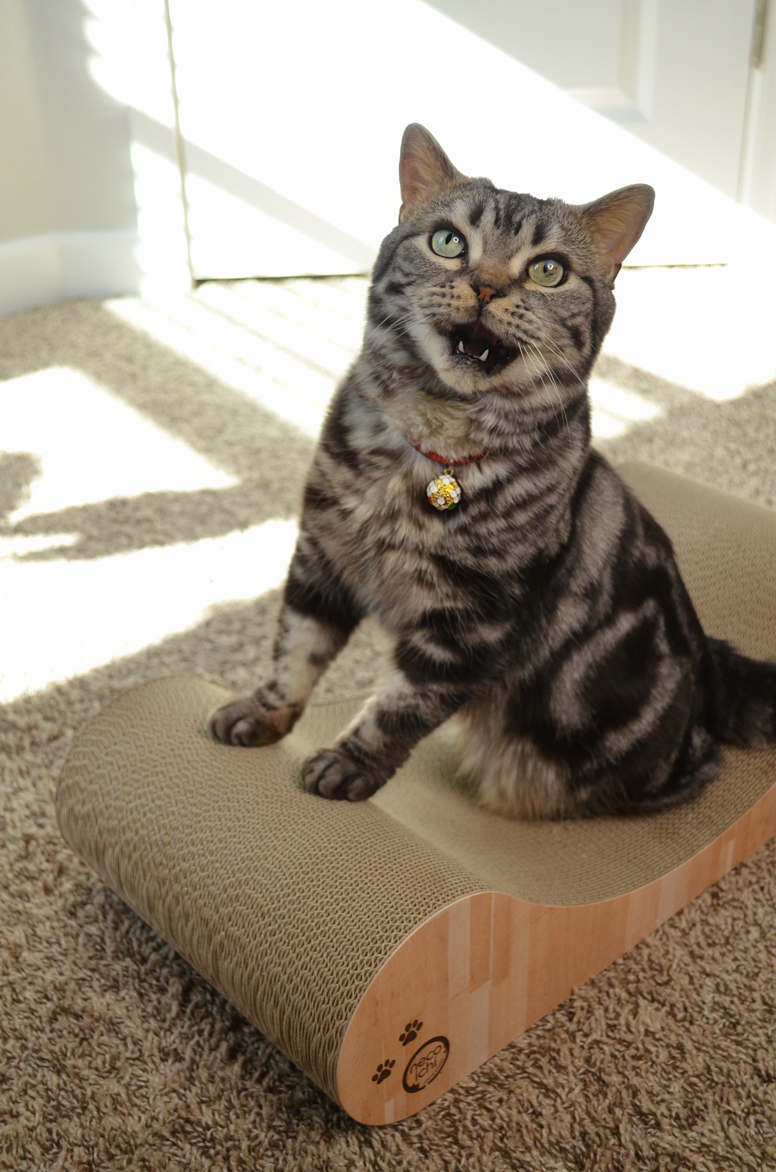 Cozy Cat Scratcher Bowl