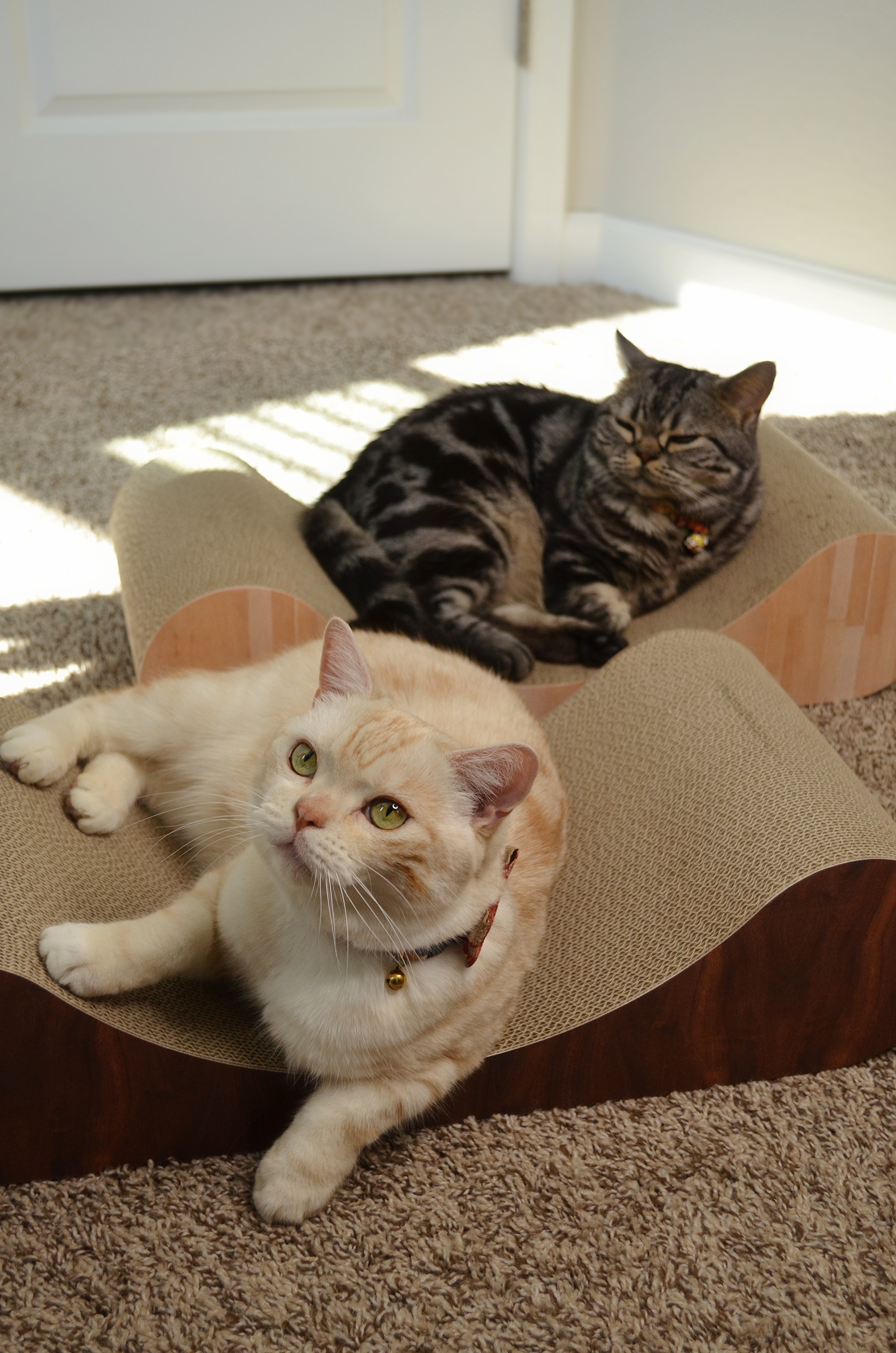 Cozy Cat Scratcher Bowl