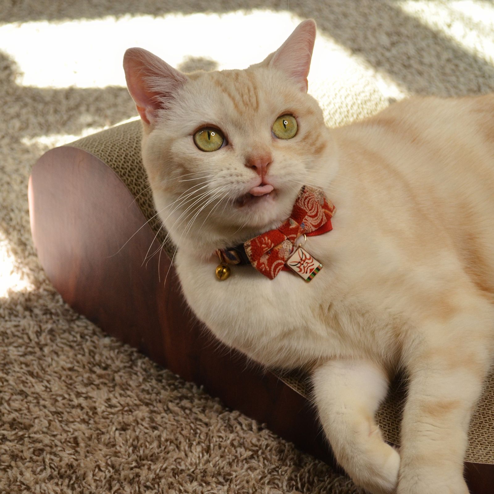 Cozy Cat Scratcher Bowl