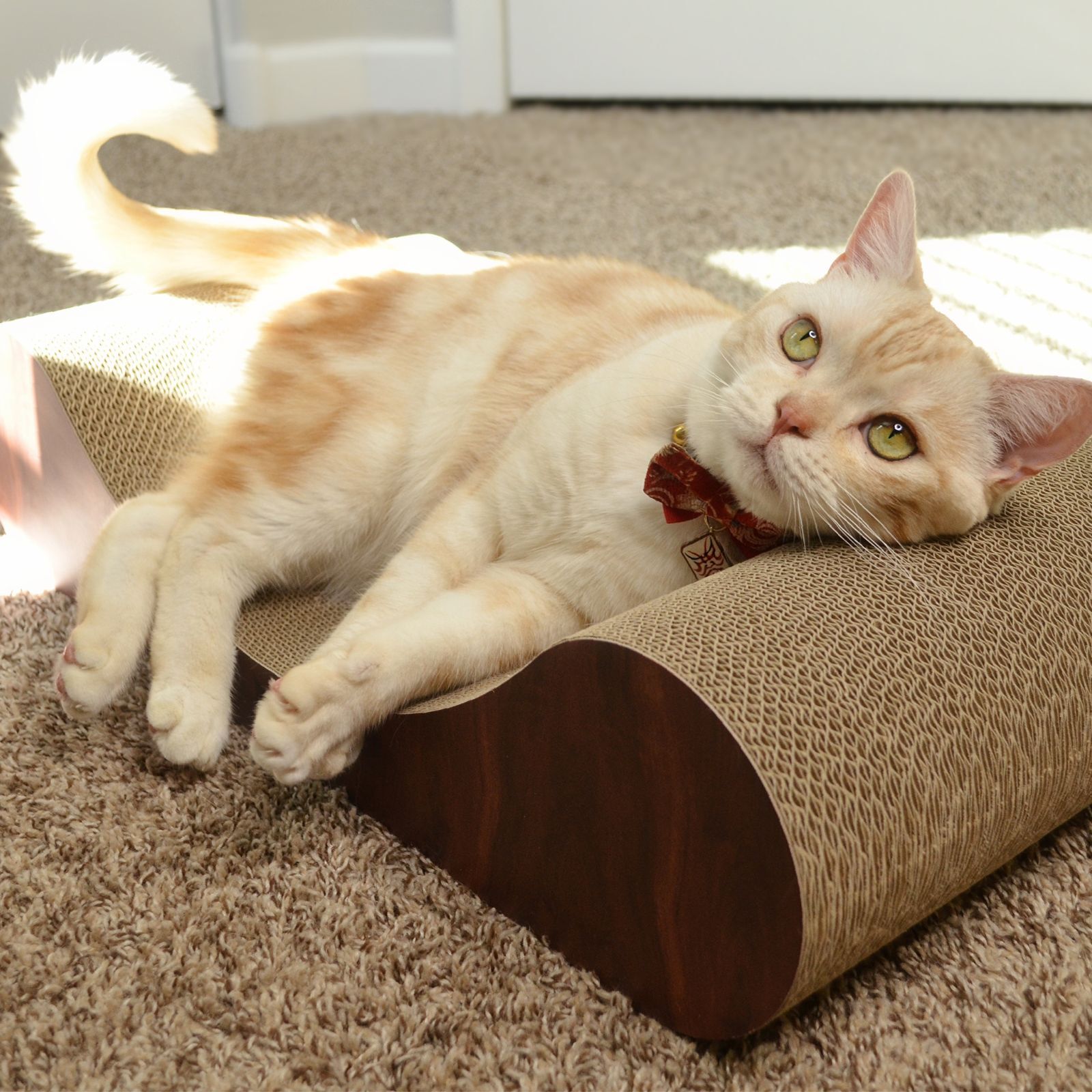 Cozy Cat Scratcher Bowl