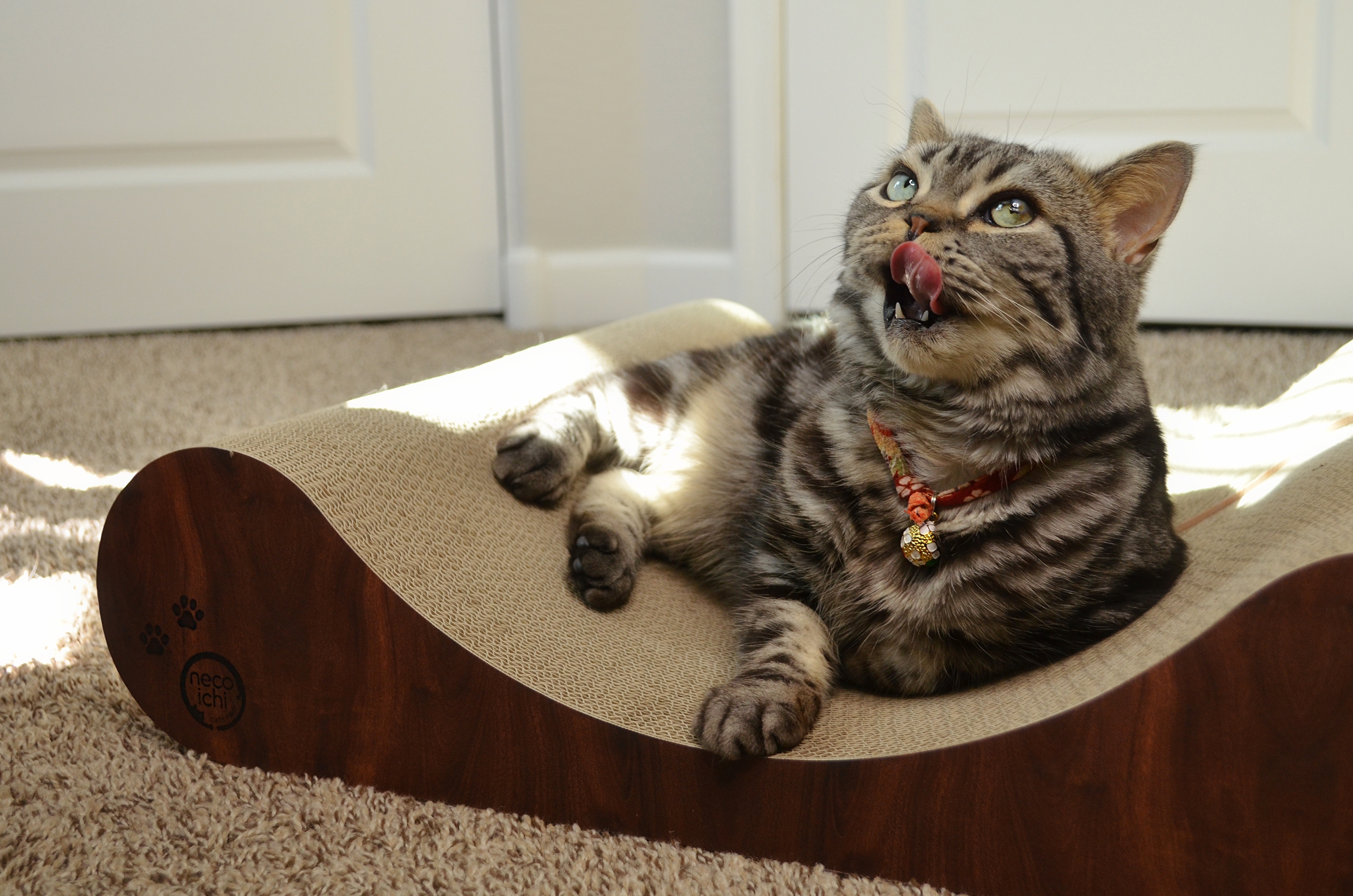 Cozy Cat Scratcher Bowl