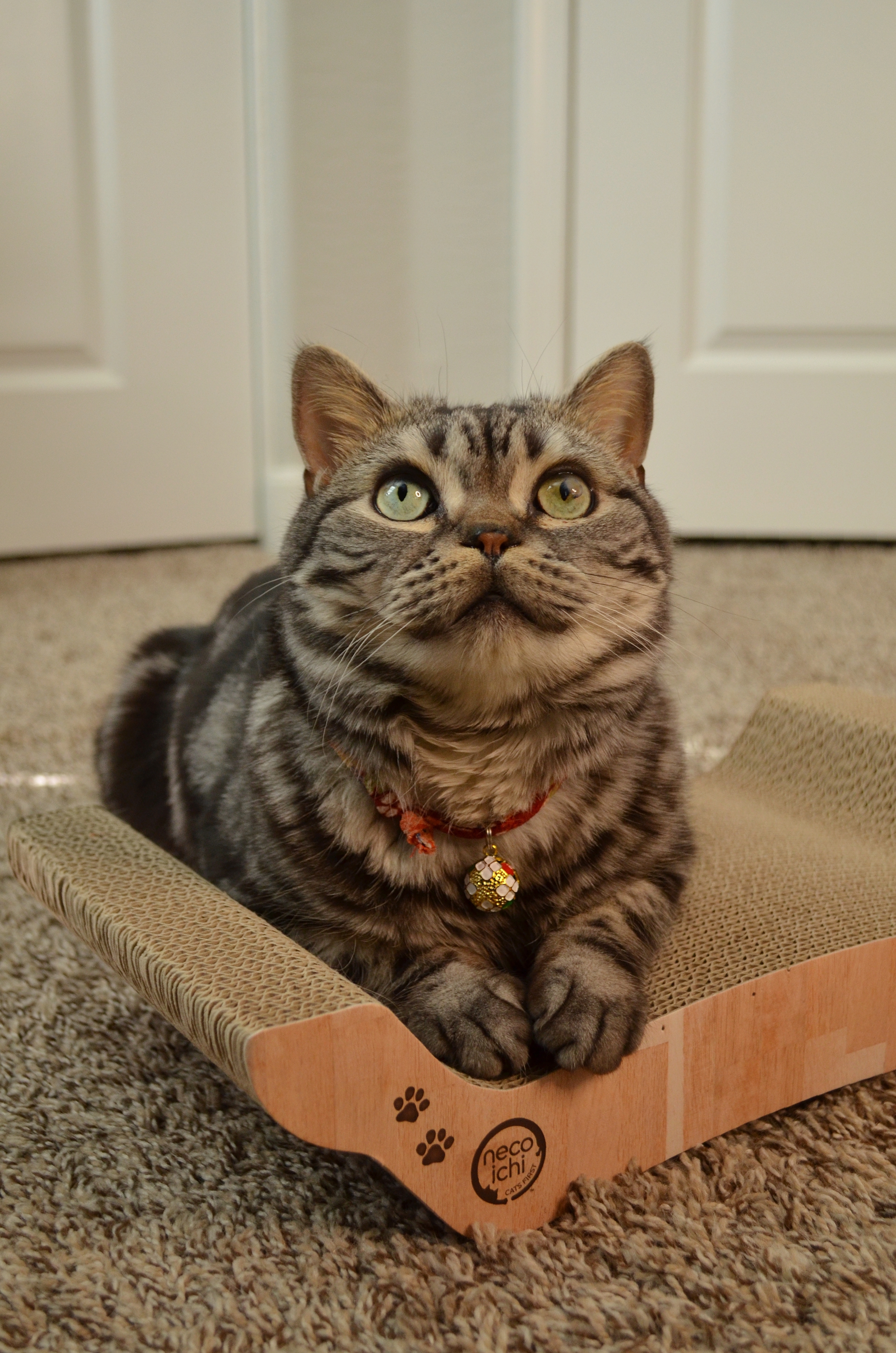 Cozy Cat Scratcher Bowl