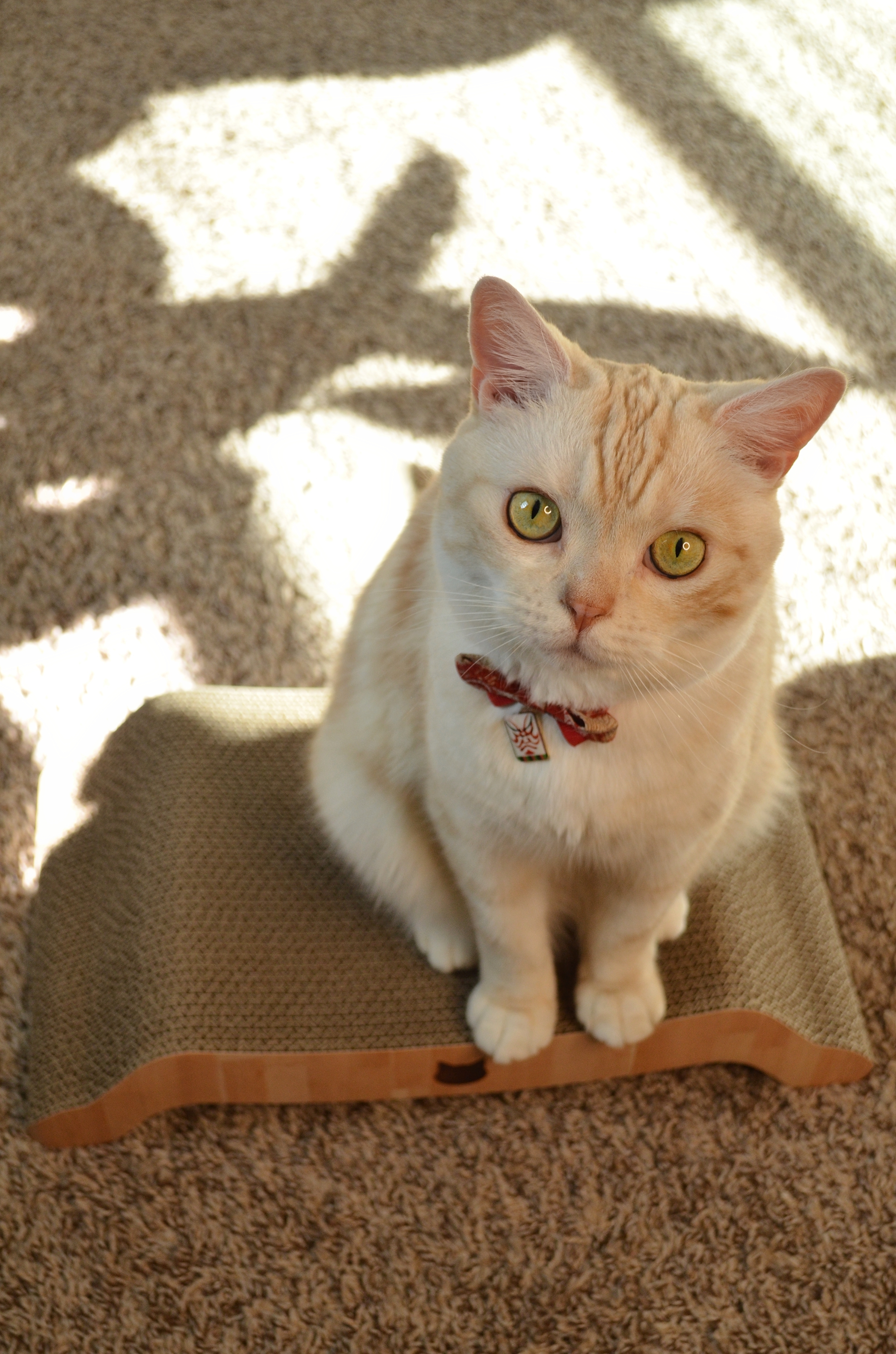 Cozy Cat Scratcher Bowl