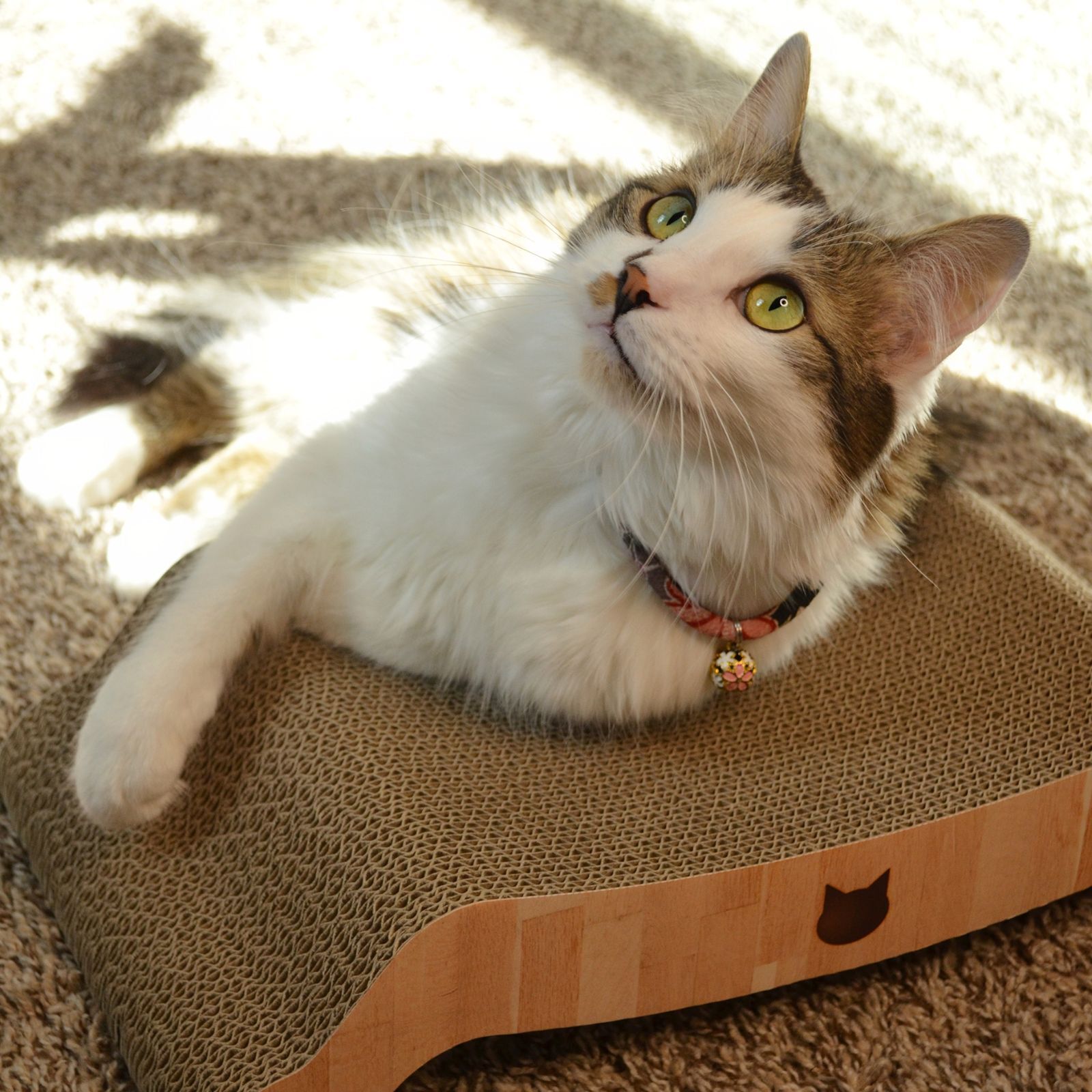 Cozy Cat Scratcher Bowl